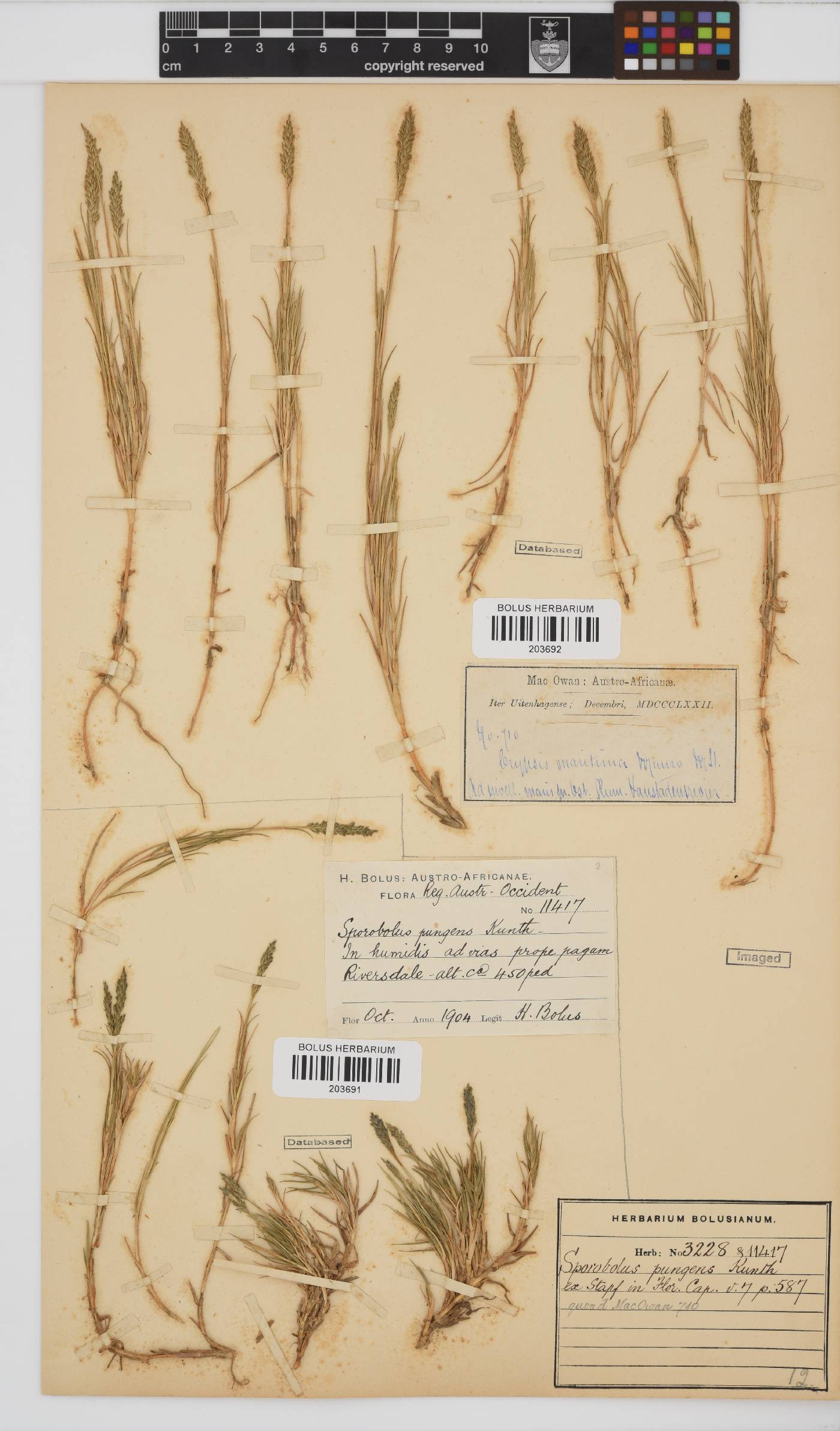 Sporobolus pungens image