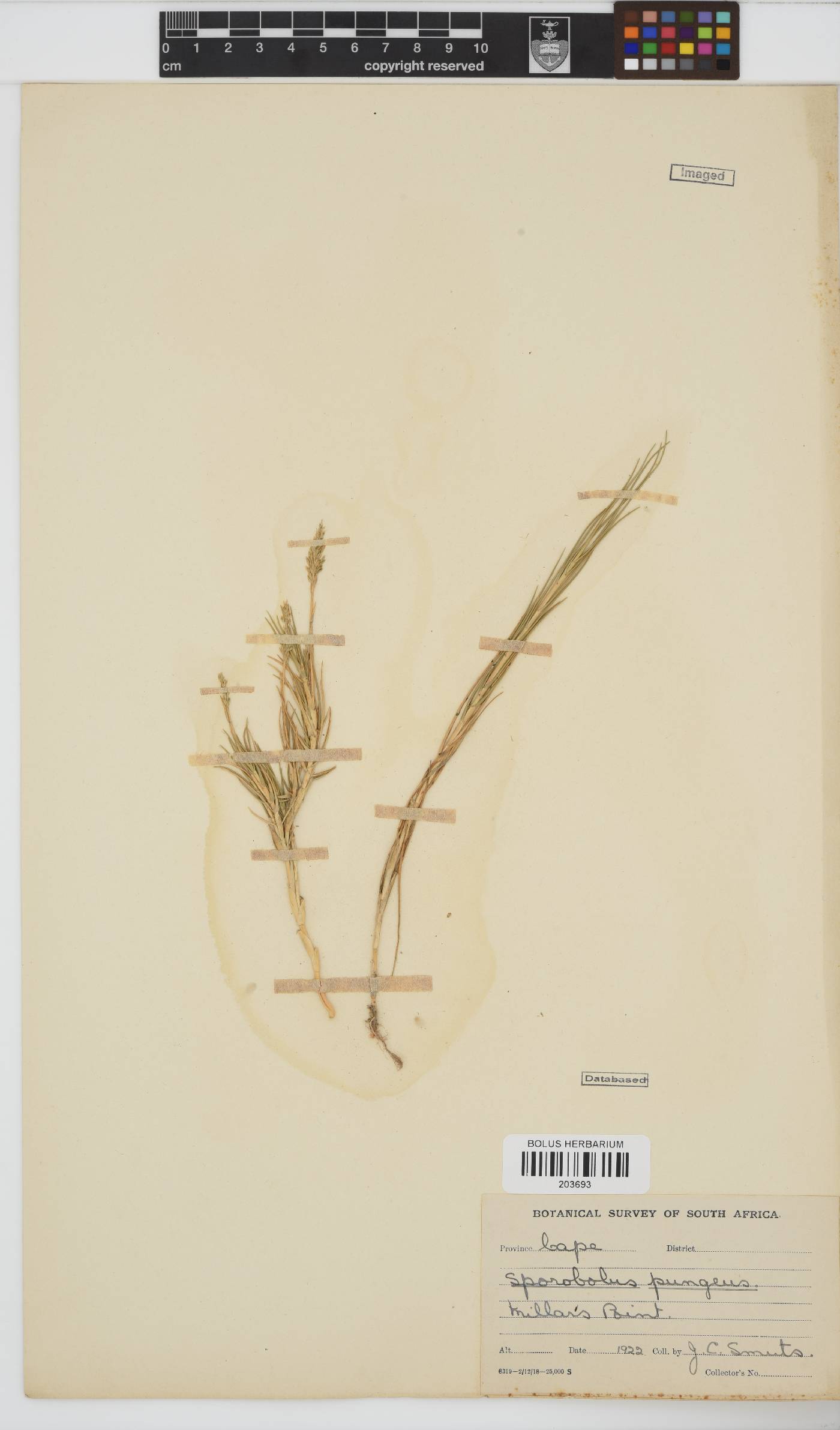 Sporobolus pungens image