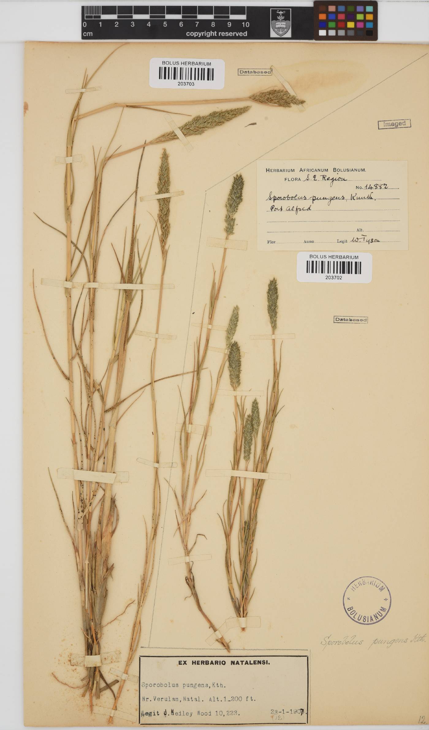 Sporobolus image