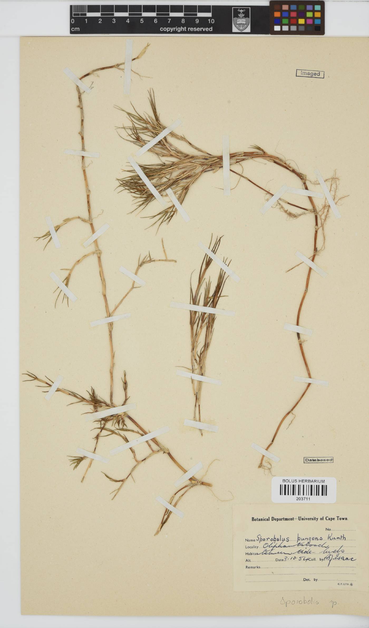 Sporobolus image