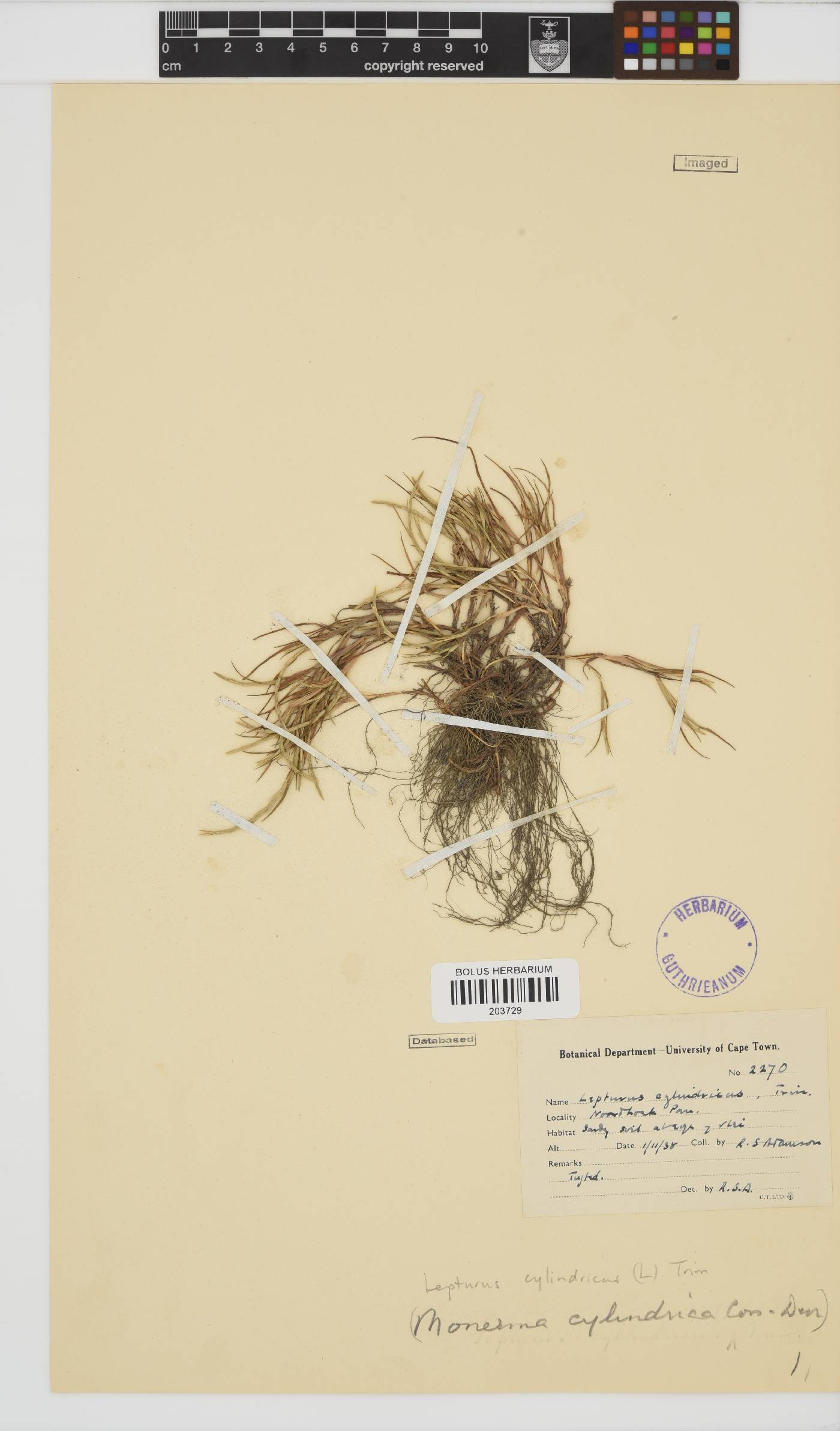 Parapholis cylindrica image