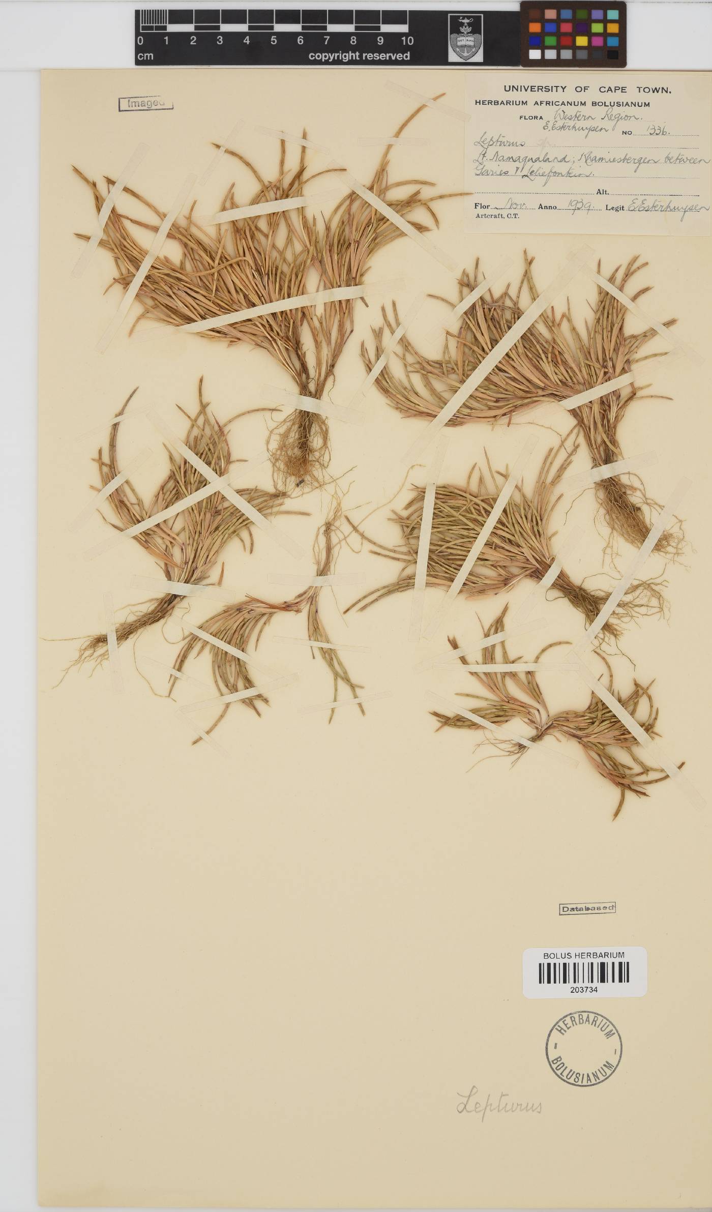 Lepturus repens image