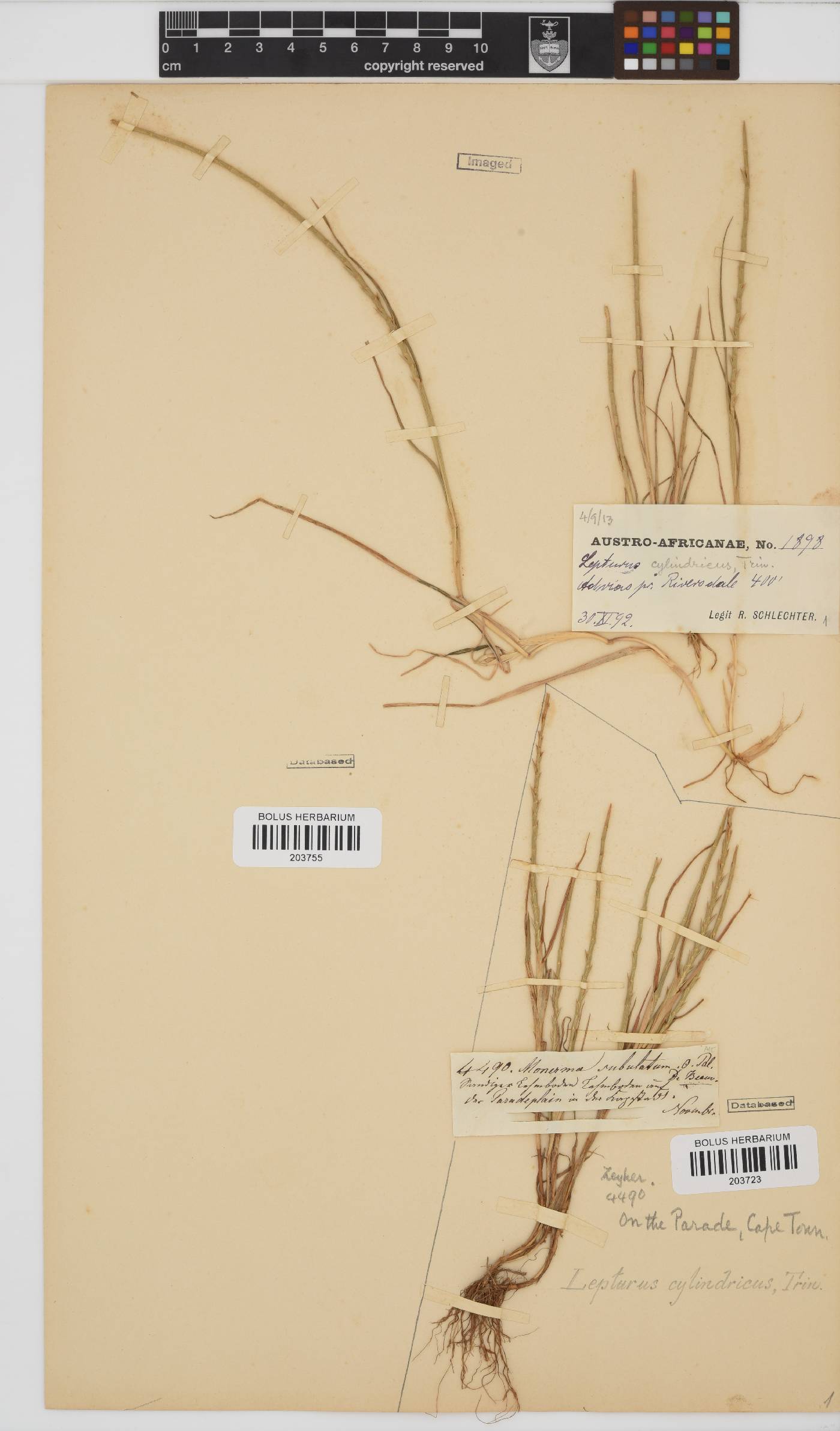 Parapholis cylindrica image