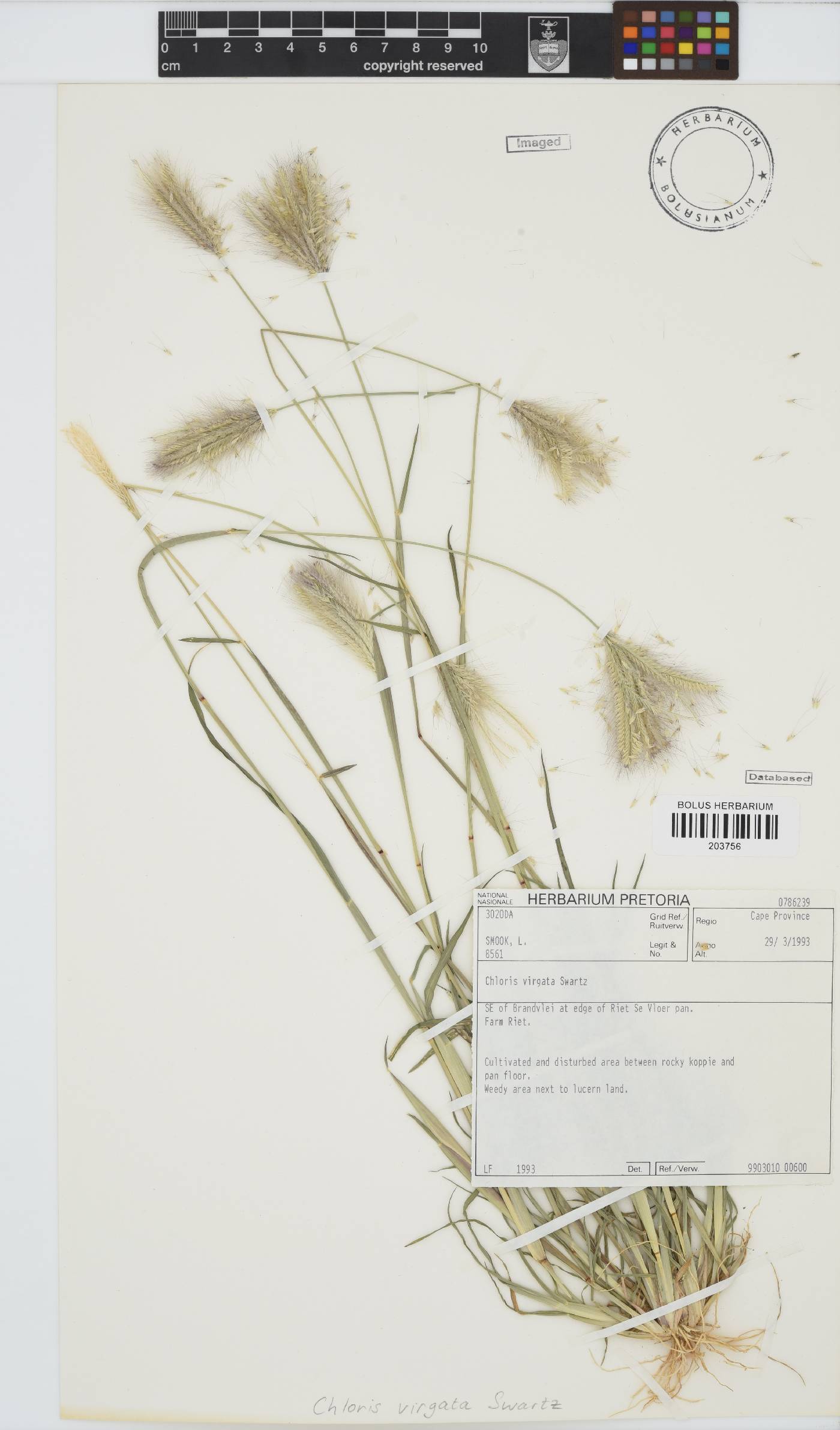 Chloris virgata image