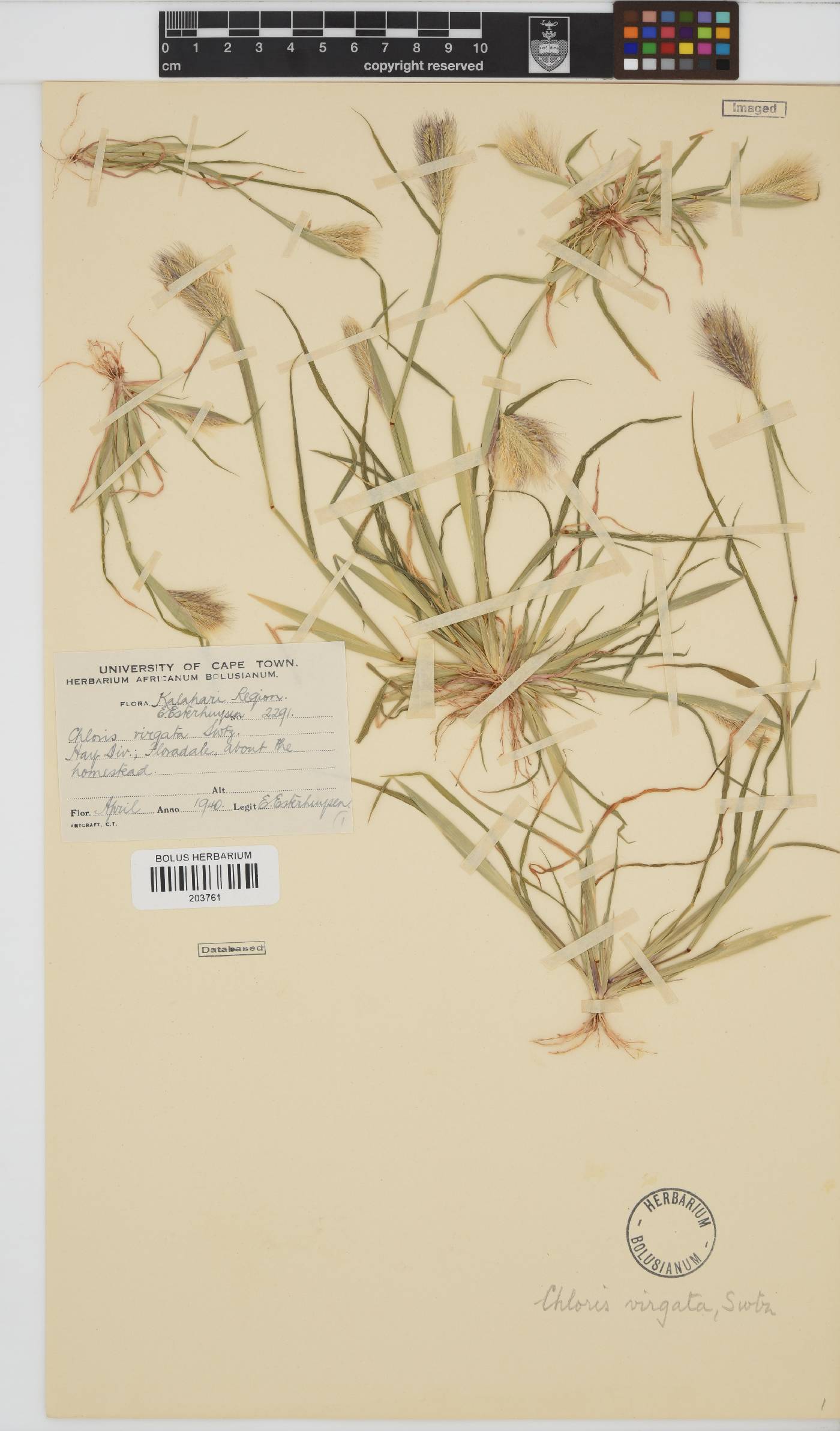 Chloris virgata image