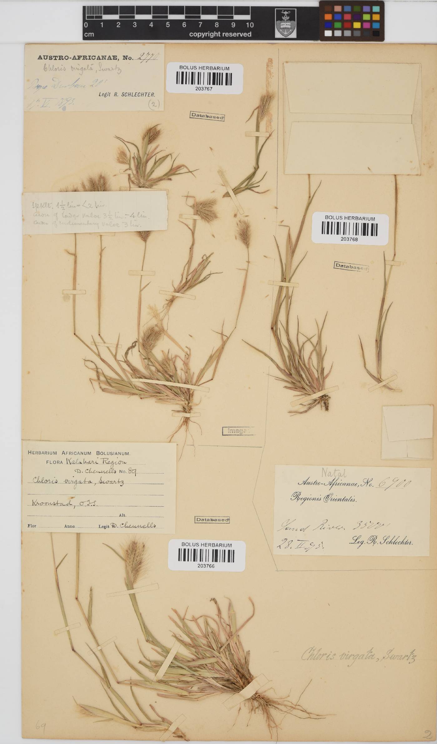 Chloris virgata image