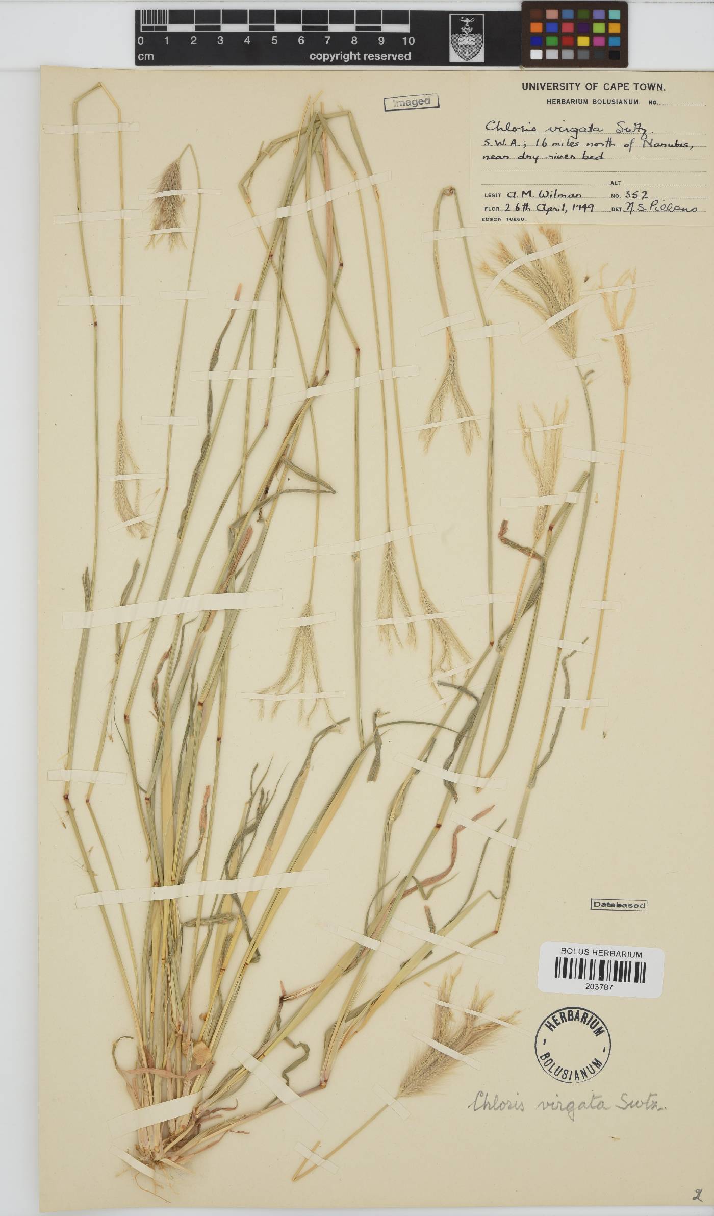 Chloris virgata image