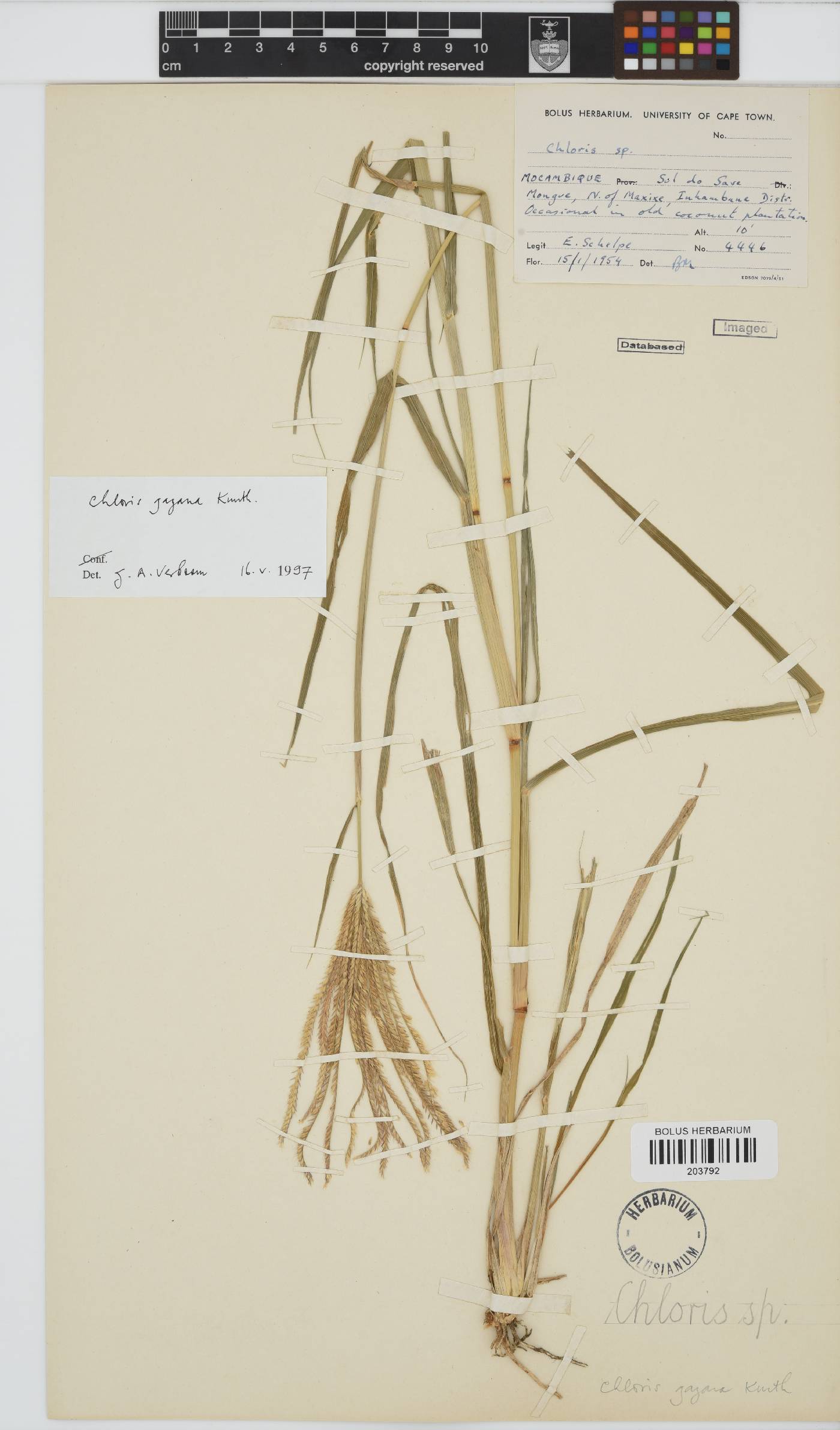 Chloris gayana image