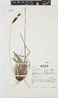 Eustachys paspaloides image