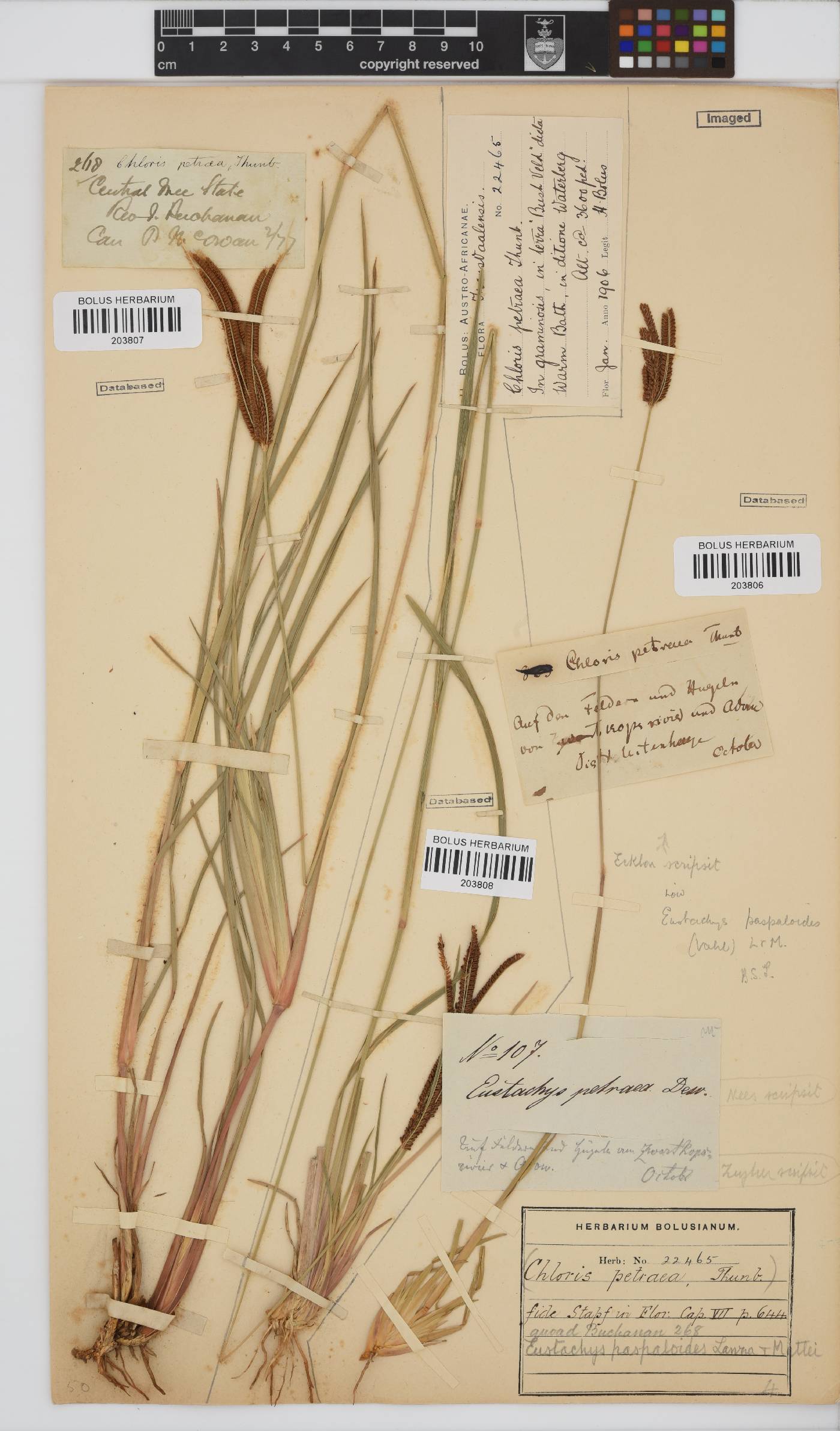 Eustachys paspaloides image