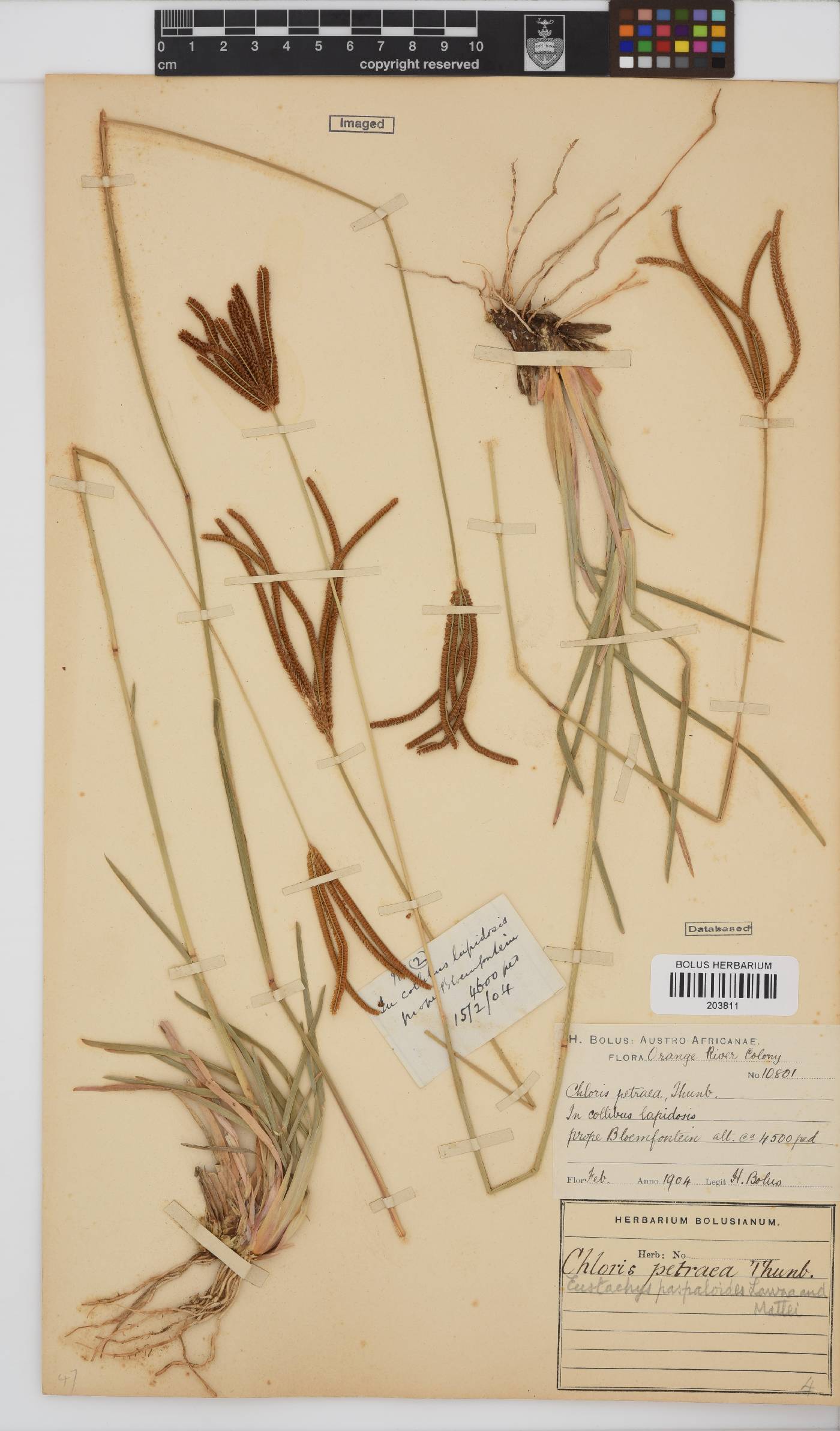 Eustachys paspaloides image