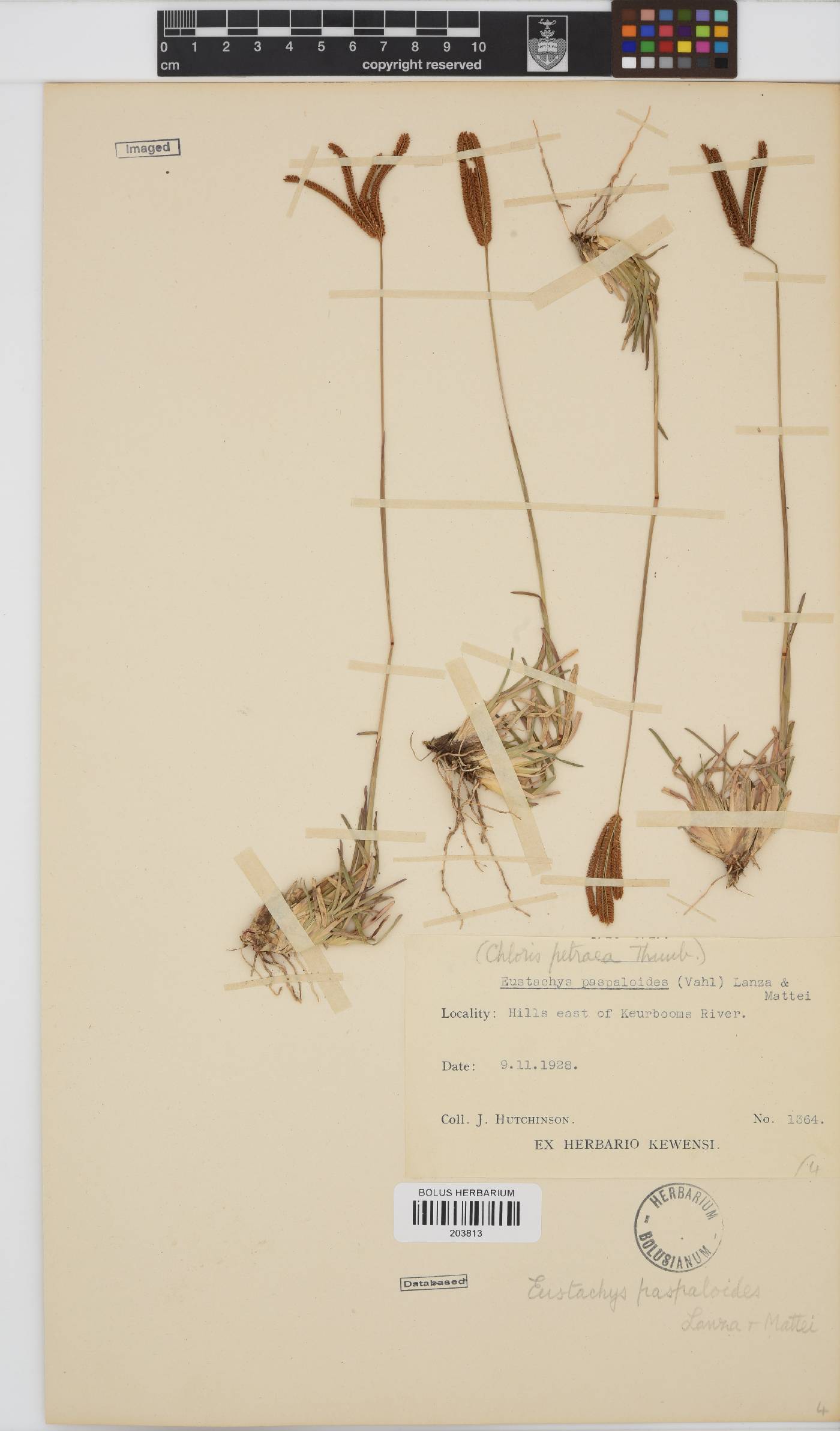 Eustachys paspaloides image