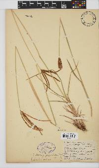 Eustachys paspaloides image