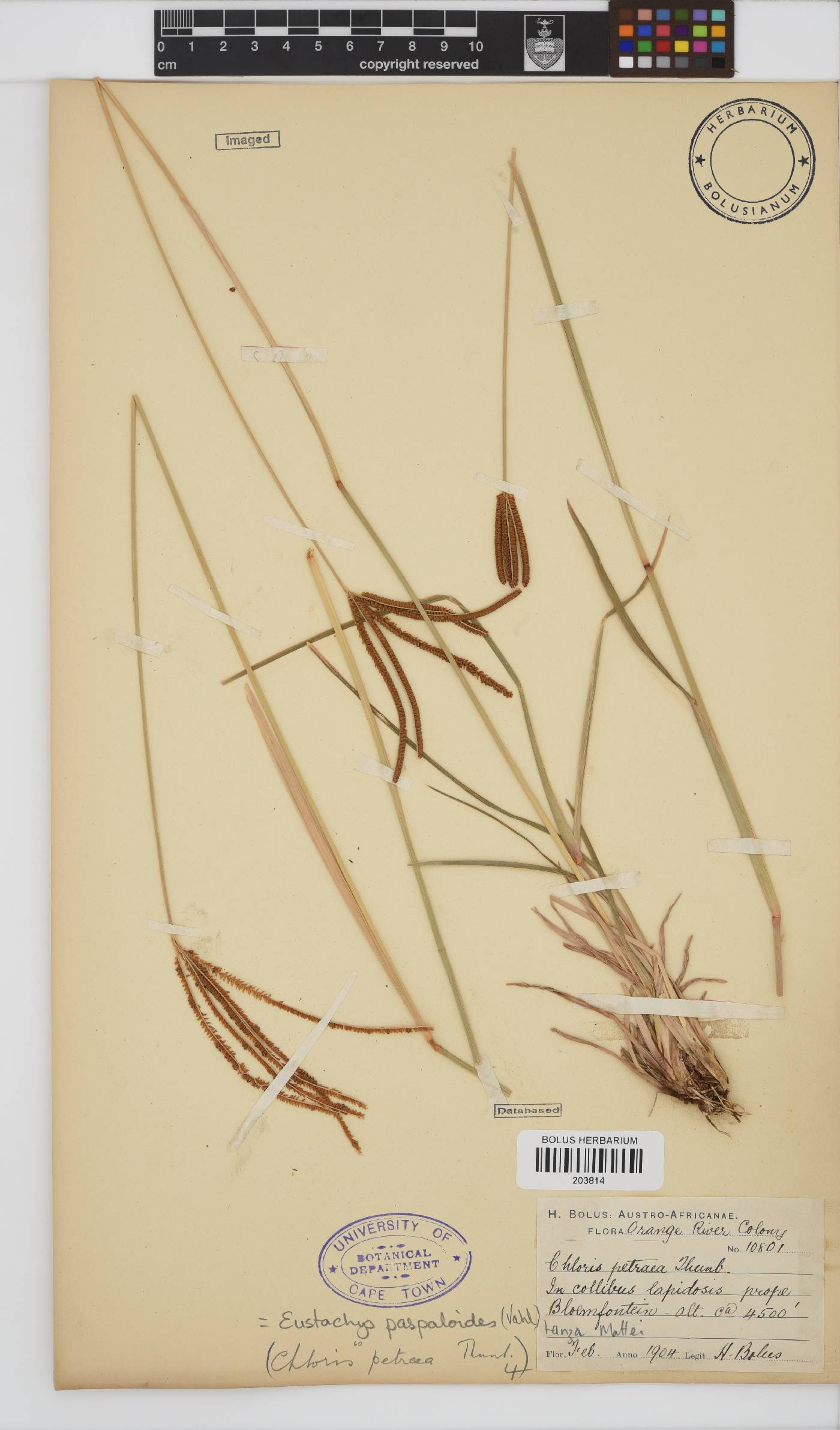 Eustachys paspaloides image