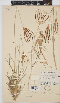 Eustachys paspaloides image