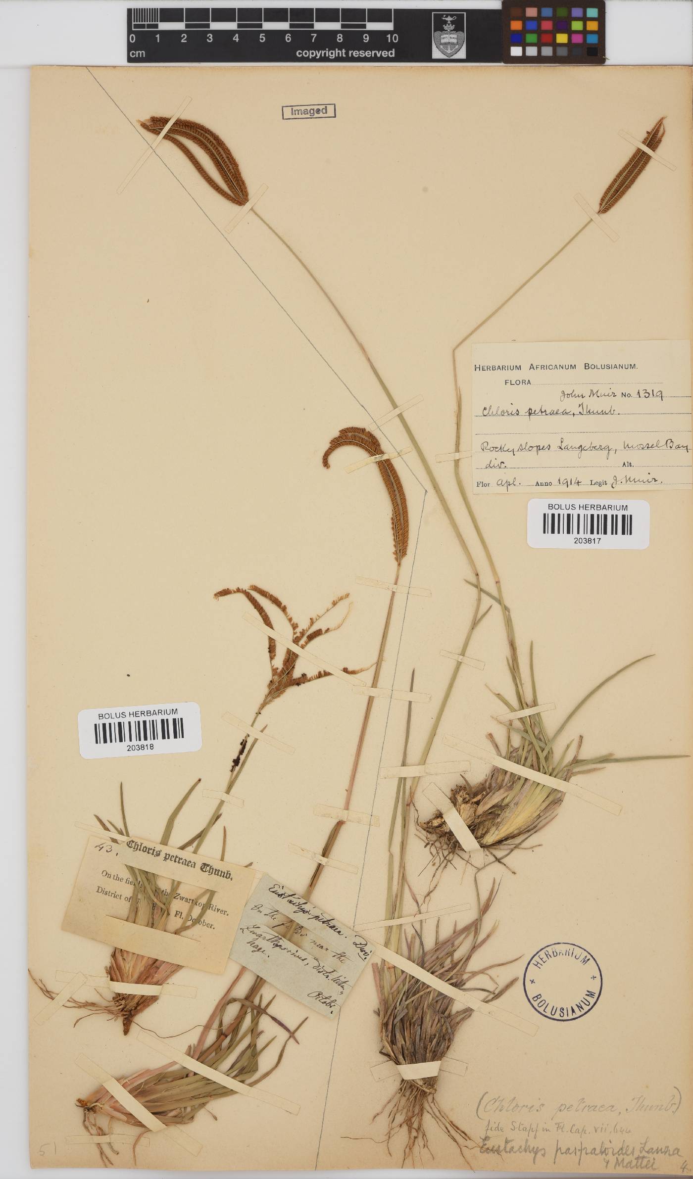 Eustachys paspaloides image