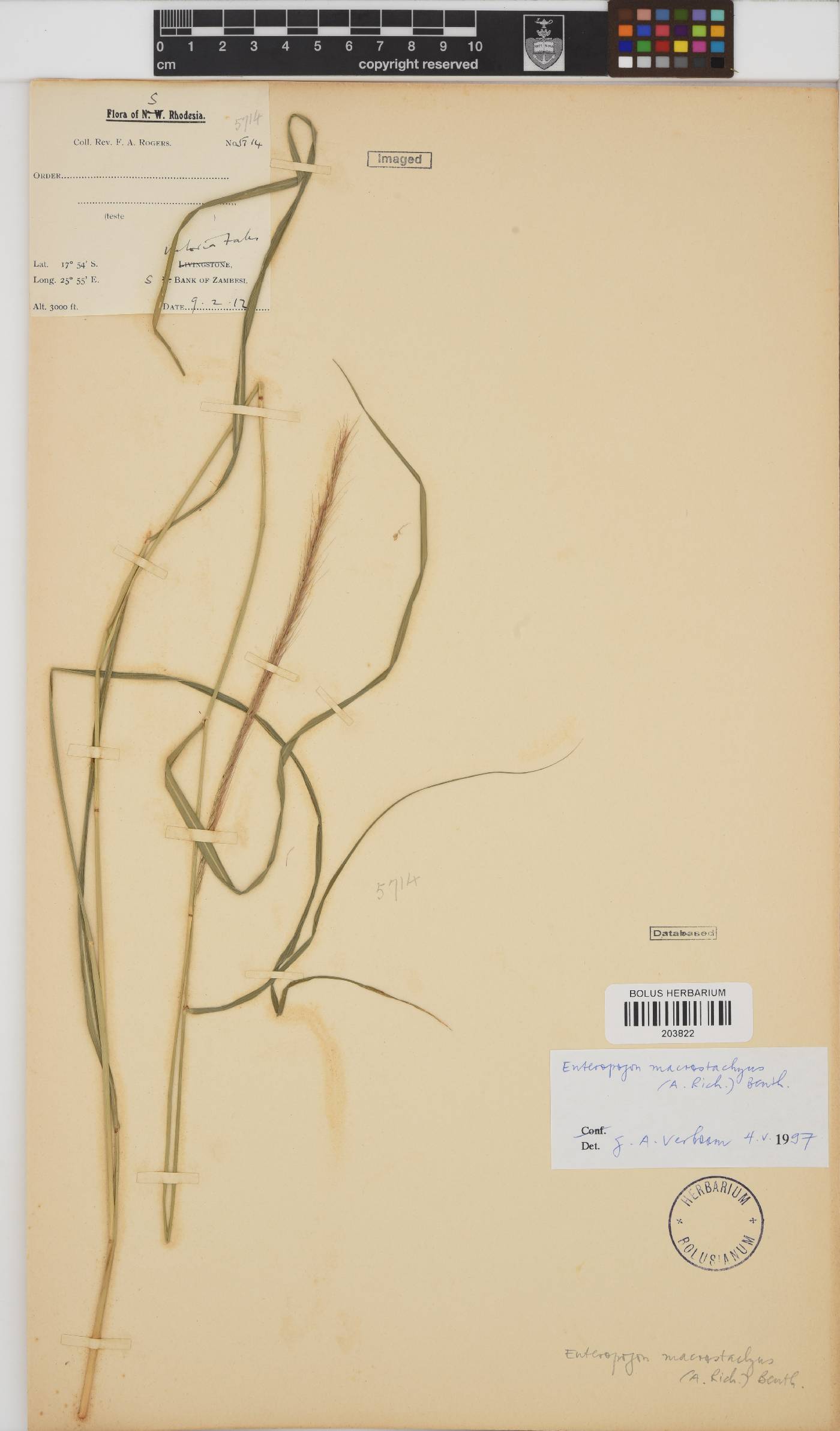 Enteropogon macrostachyus image