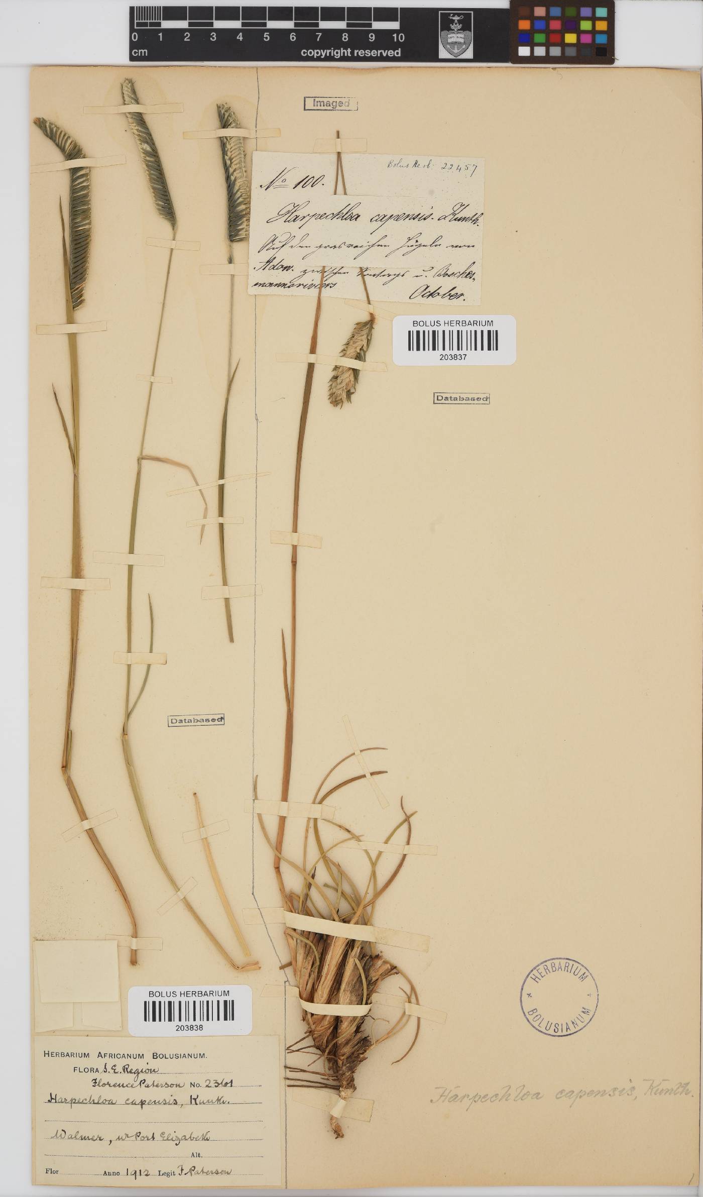 Harpochloa image