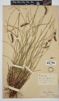 Harpochloa falx image