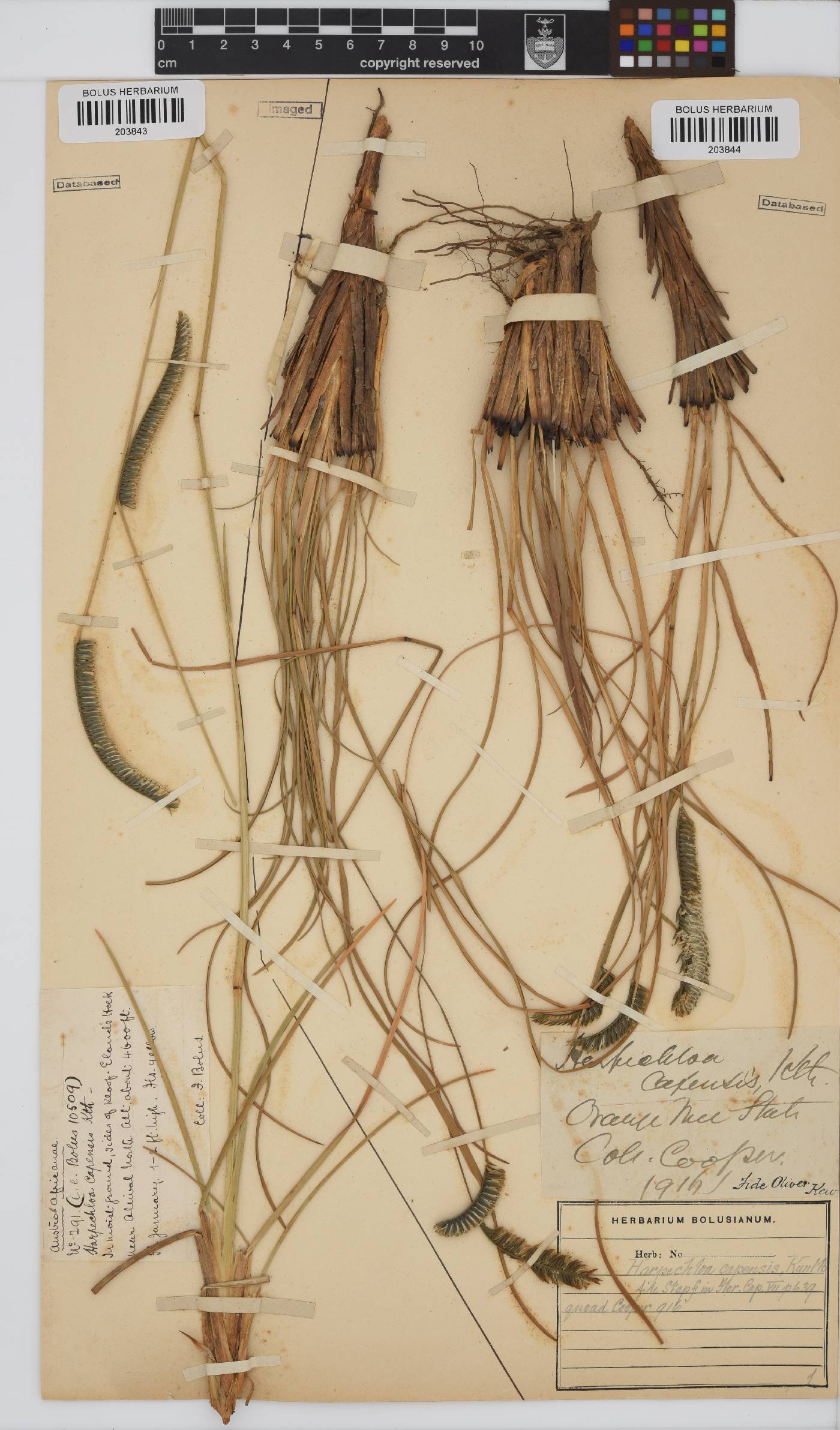 Harpochloa falx image