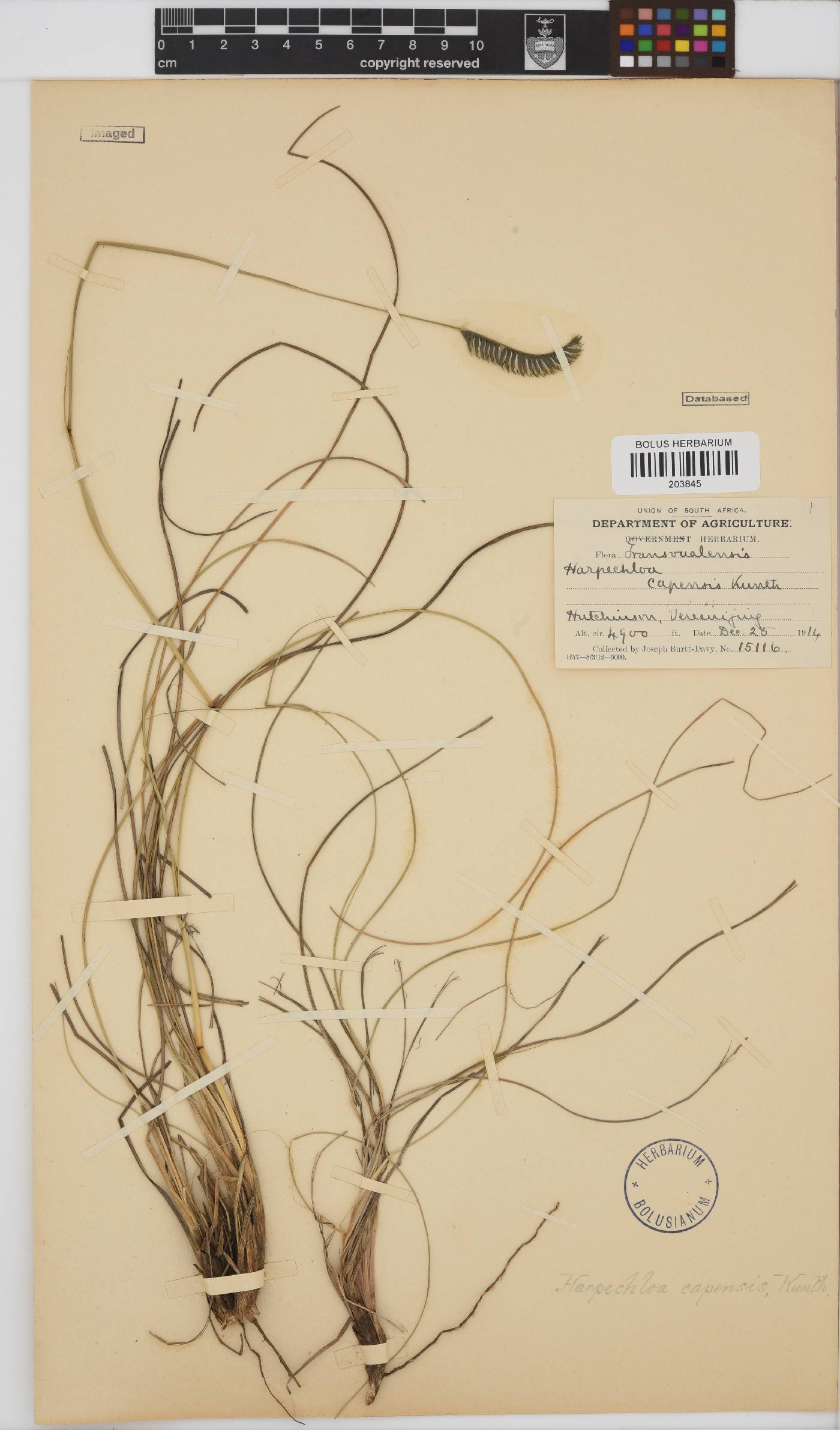 Harpochloa falx image