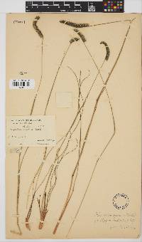 Harpochloa falx image