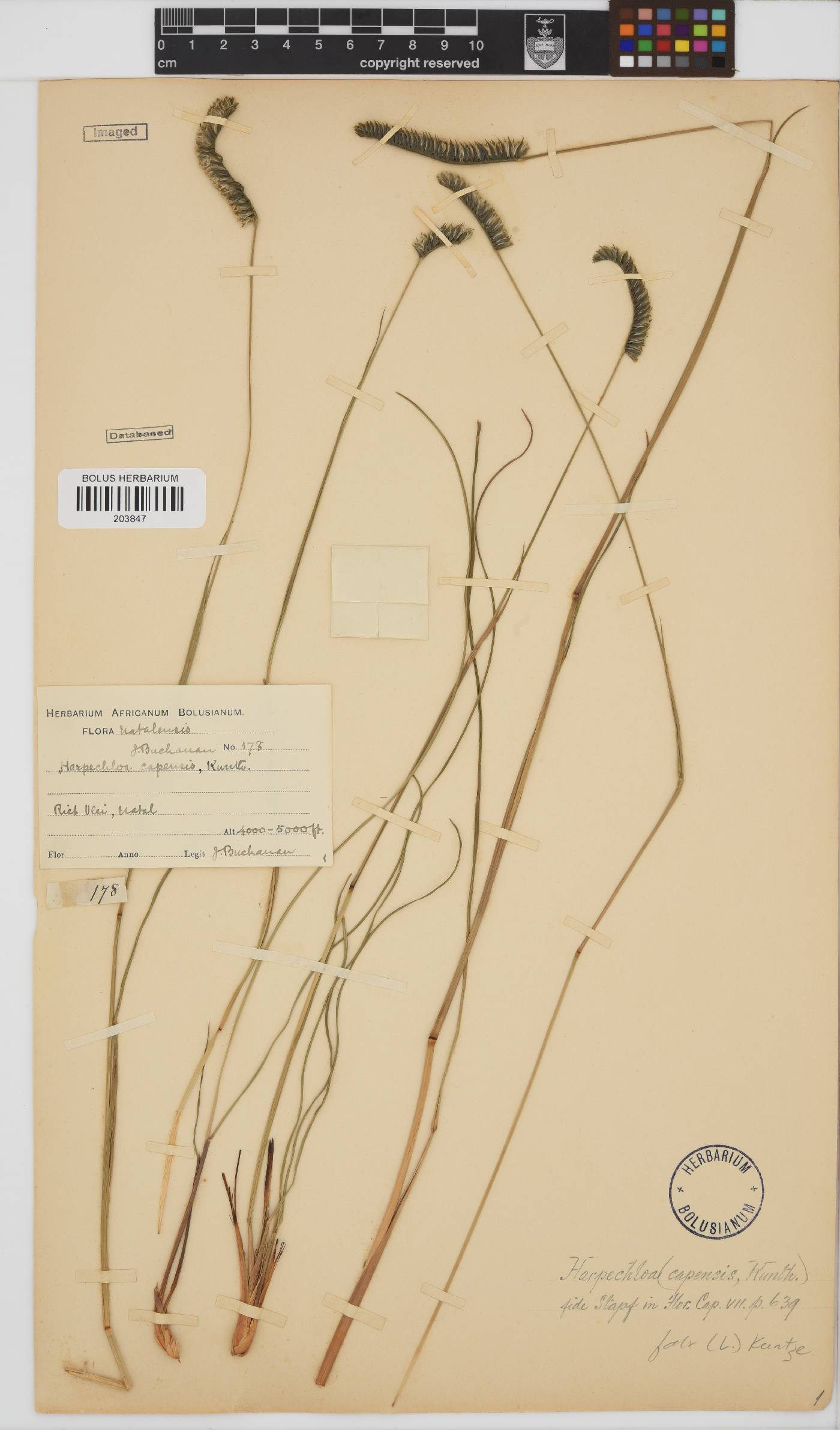 Harpochloa image