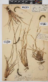 Harpochloa falx image