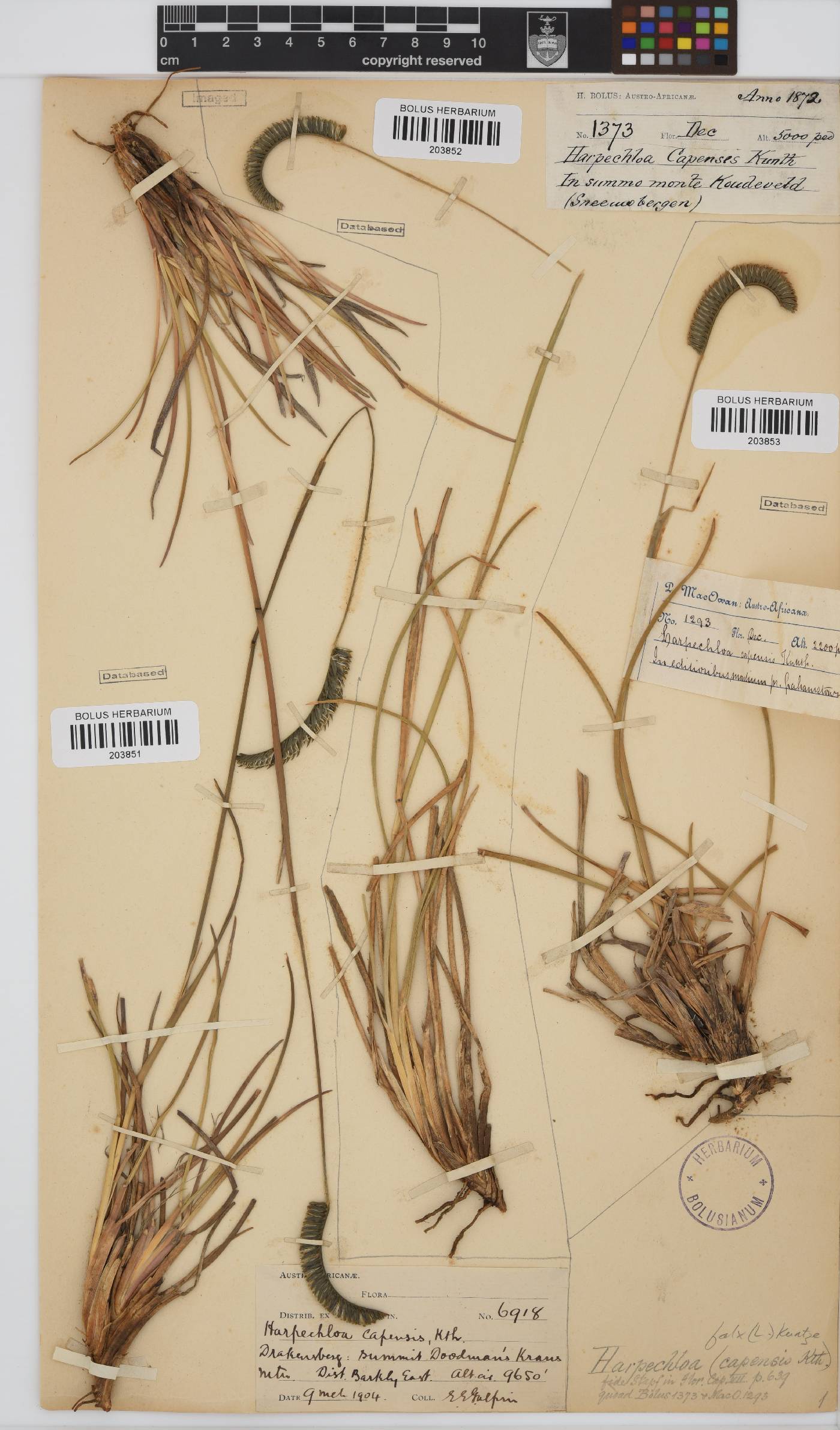 Harpochloa image