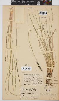 Harpochloa falx image