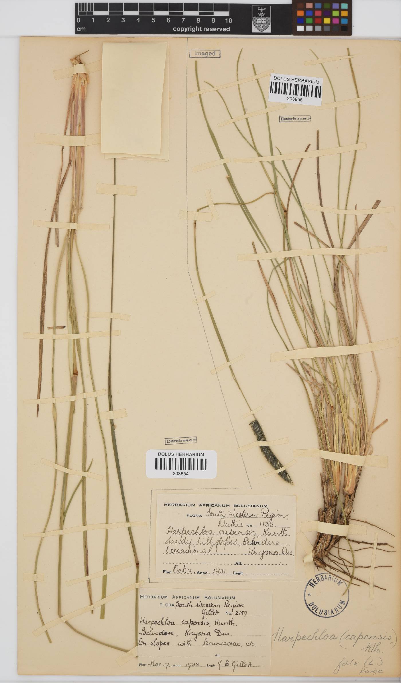 Harpochloa falx image