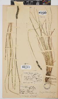 Harpochloa falx image