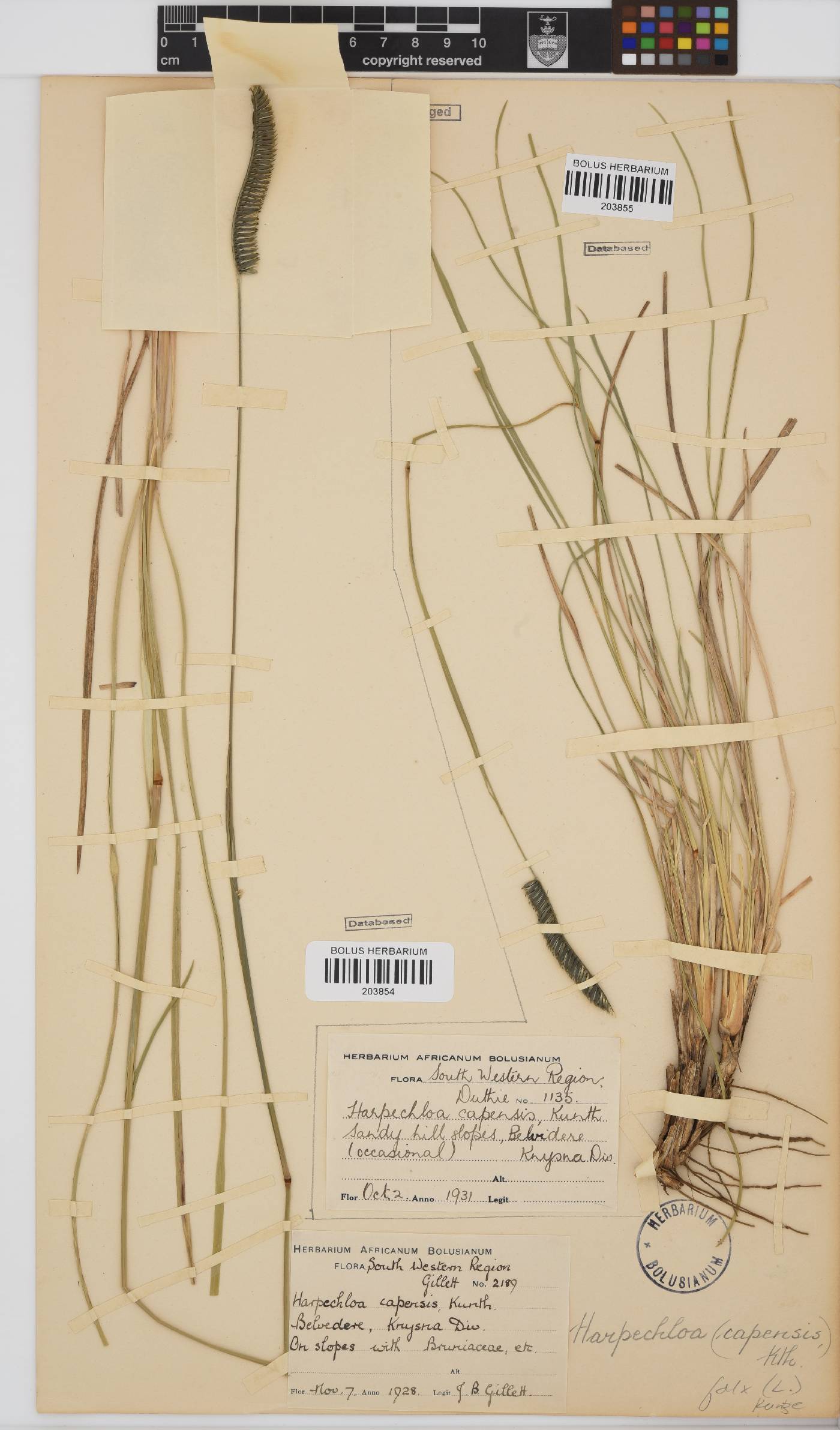 Harpochloa falx image