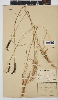 Harpochloa falx image