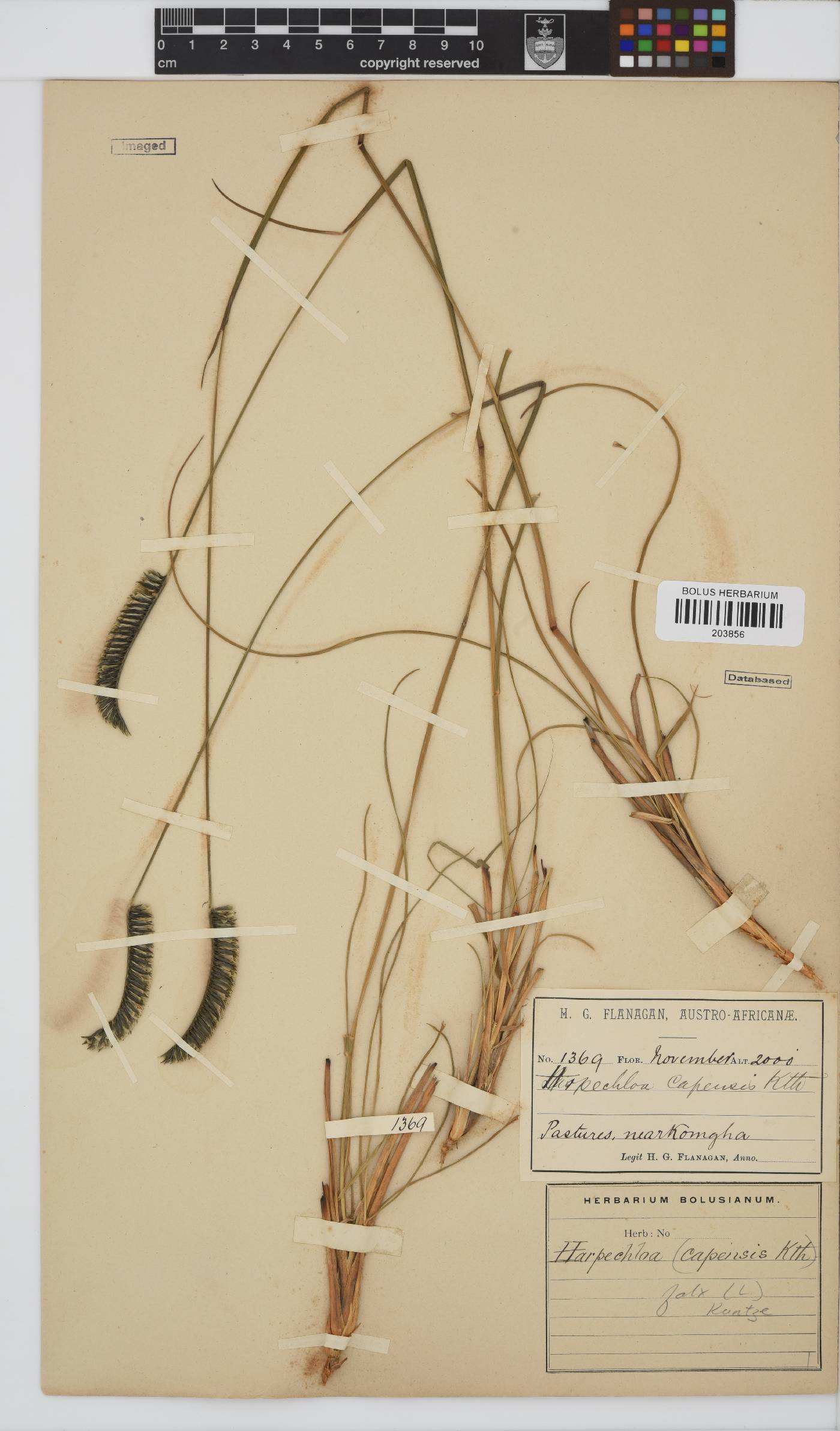 Harpochloa falx image