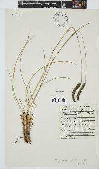 Harpochloa falx image