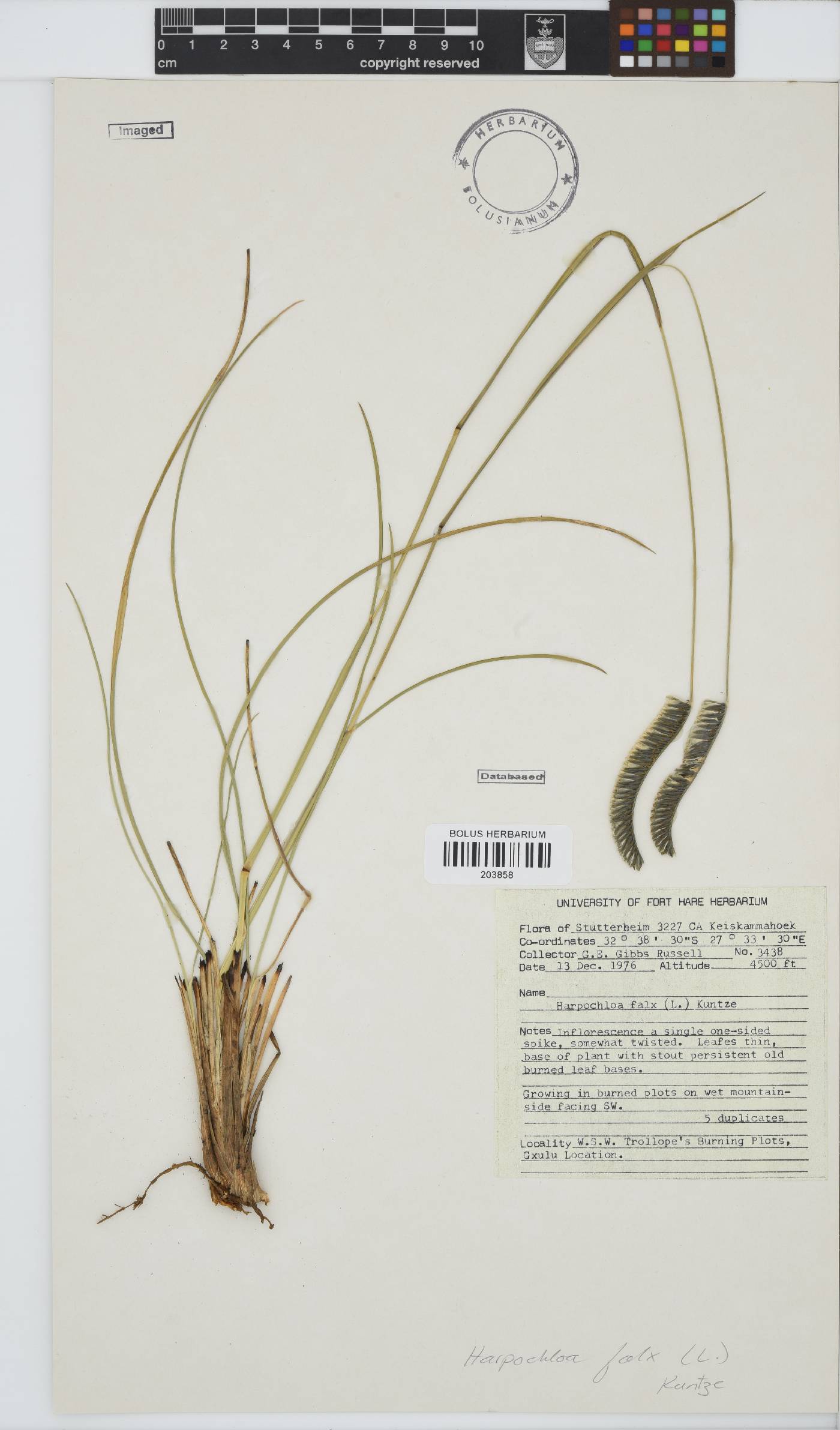 Harpochloa image