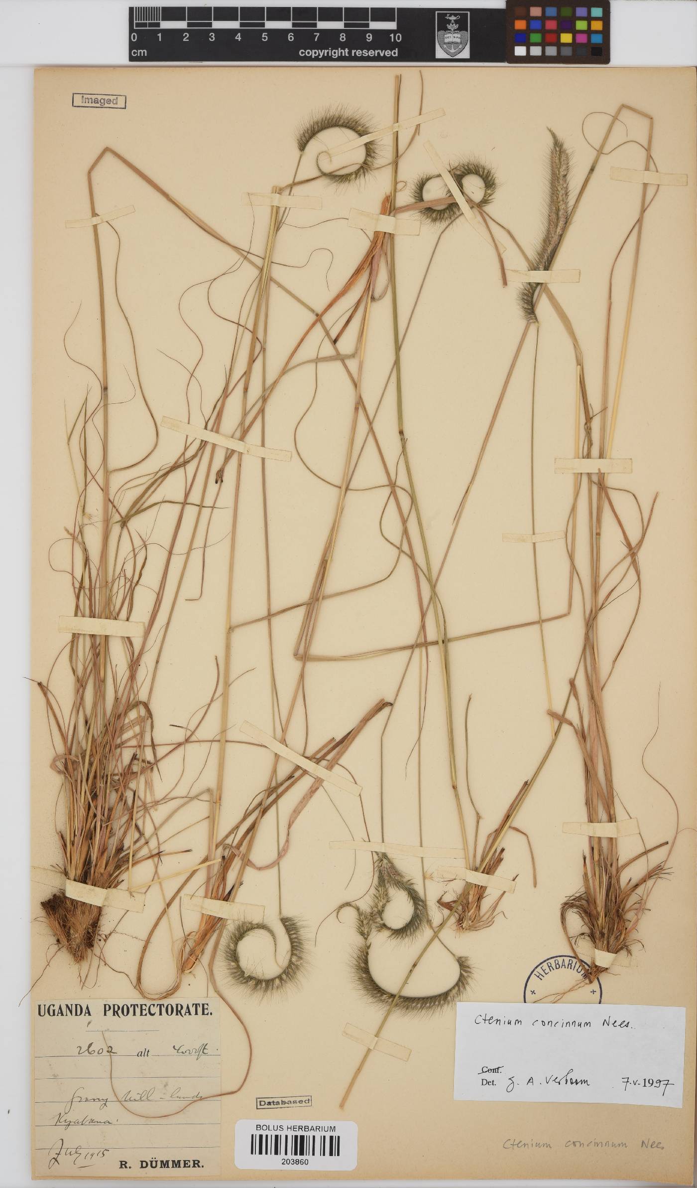 Ctenium image