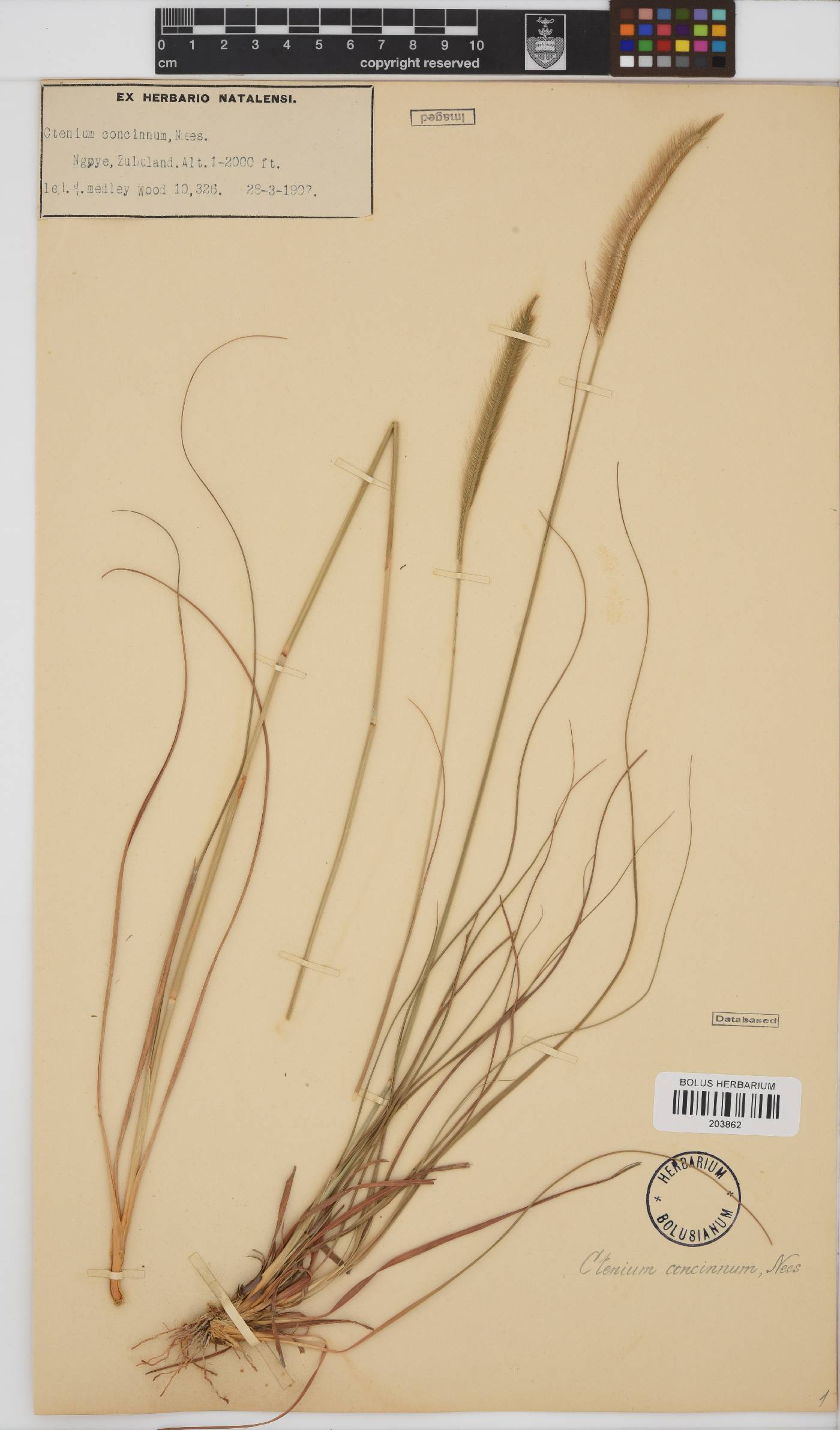 Ctenium concinnum image