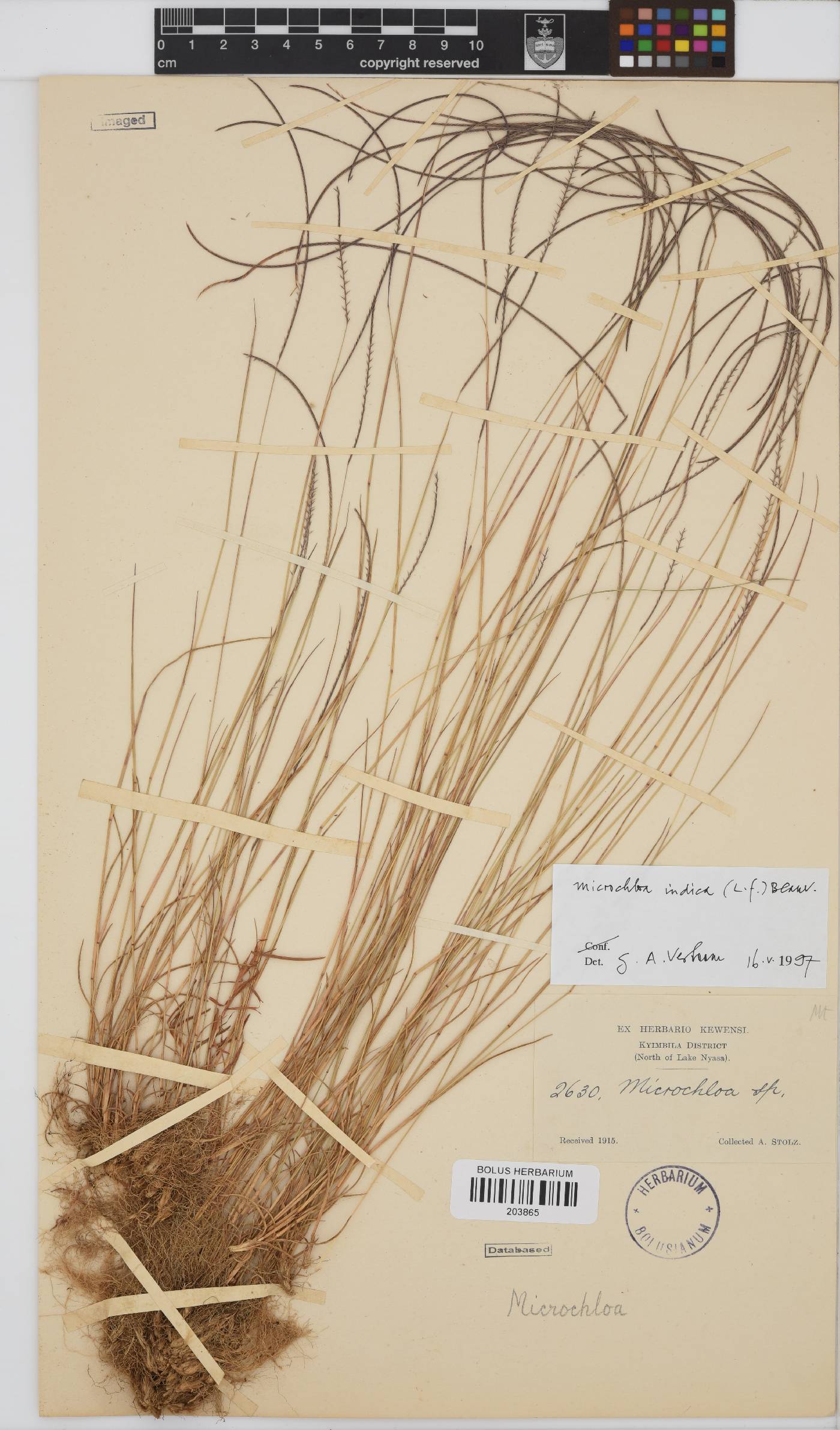 Microchloa caffra image