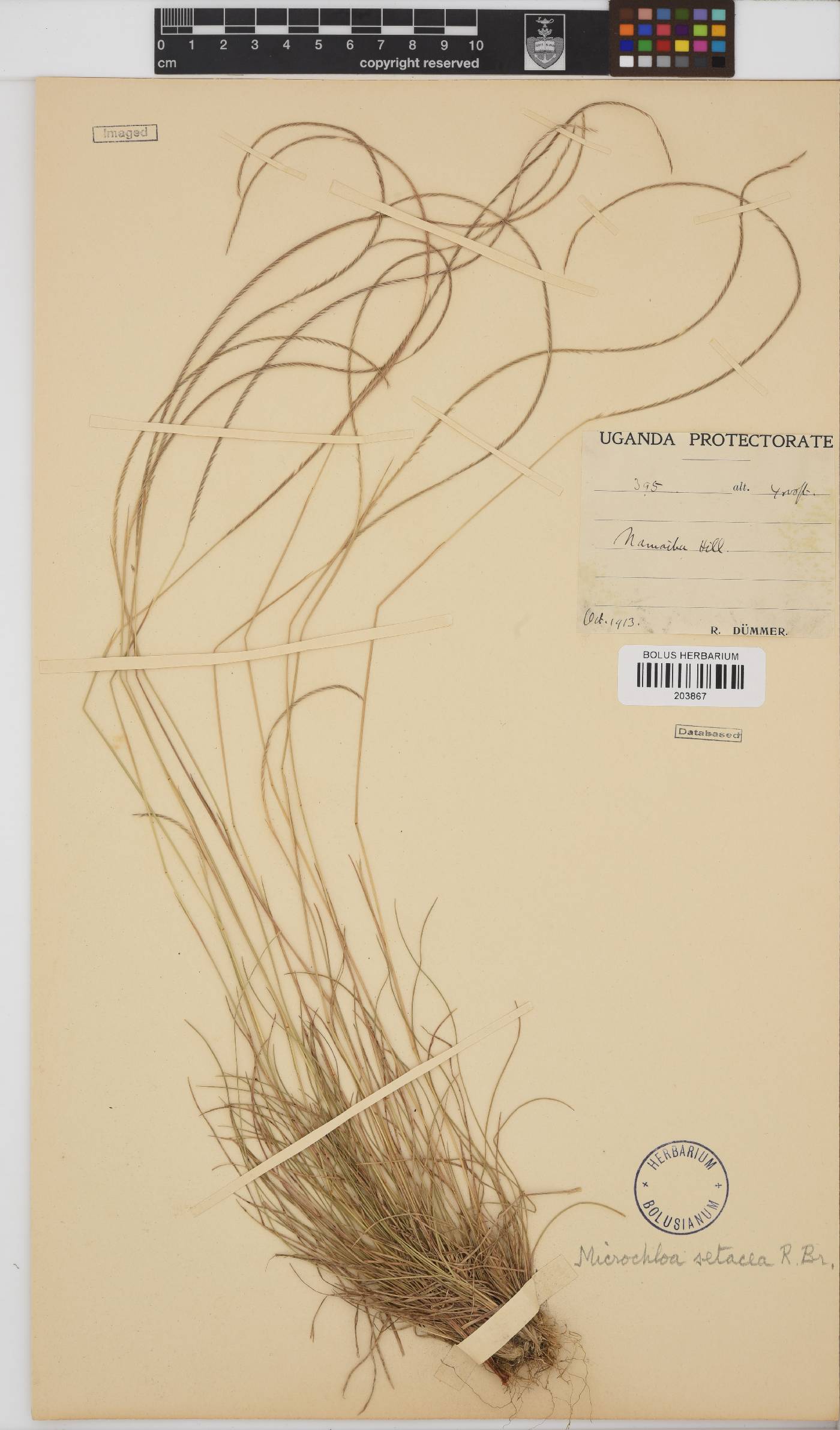 Microchloa indica image