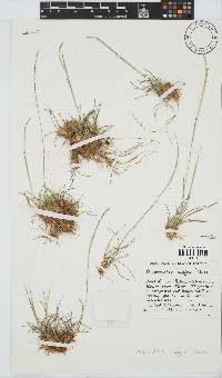 Microchloa caffra image