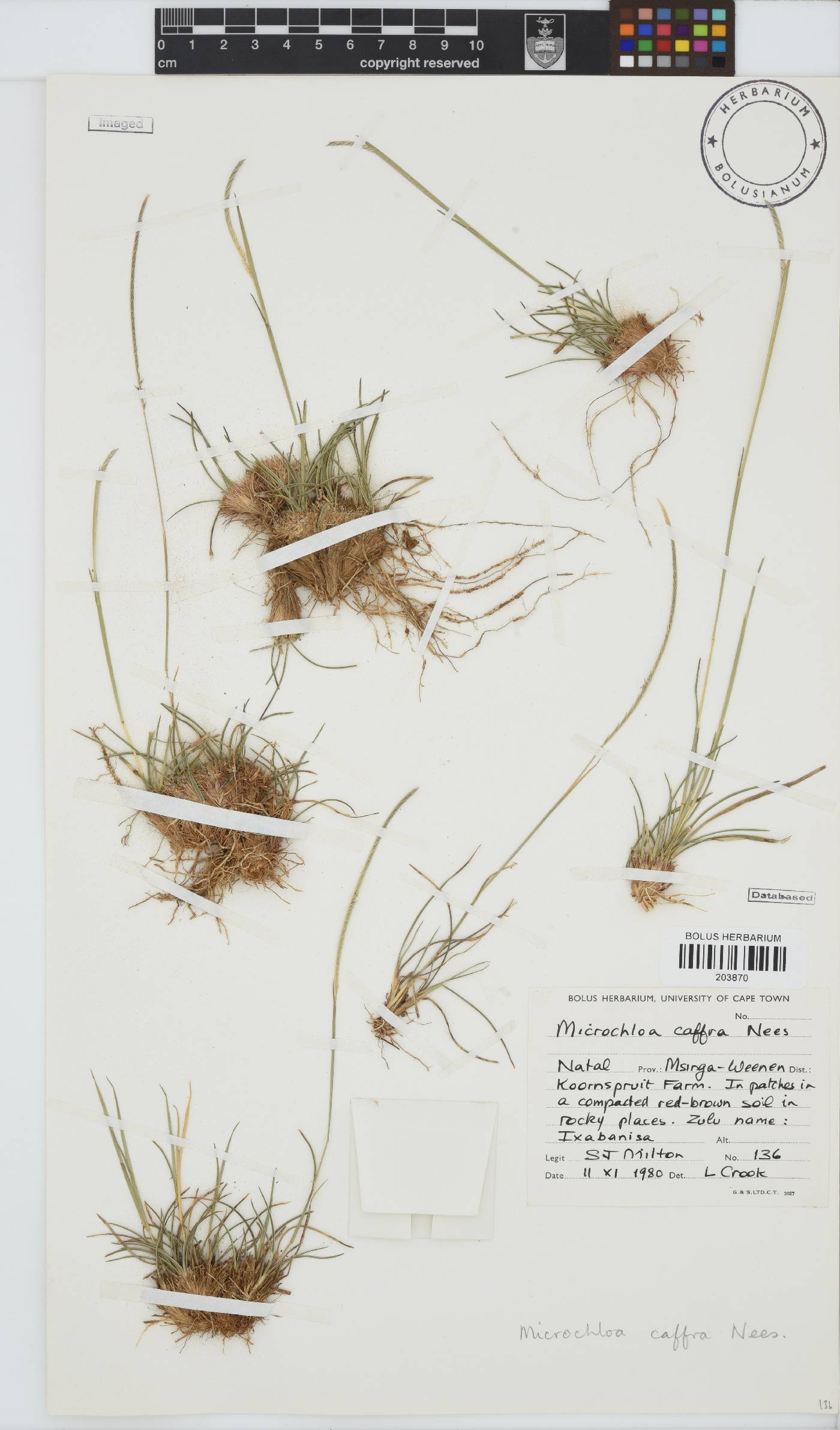 Microchloa afra image