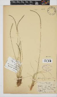 Microchloa caffra image