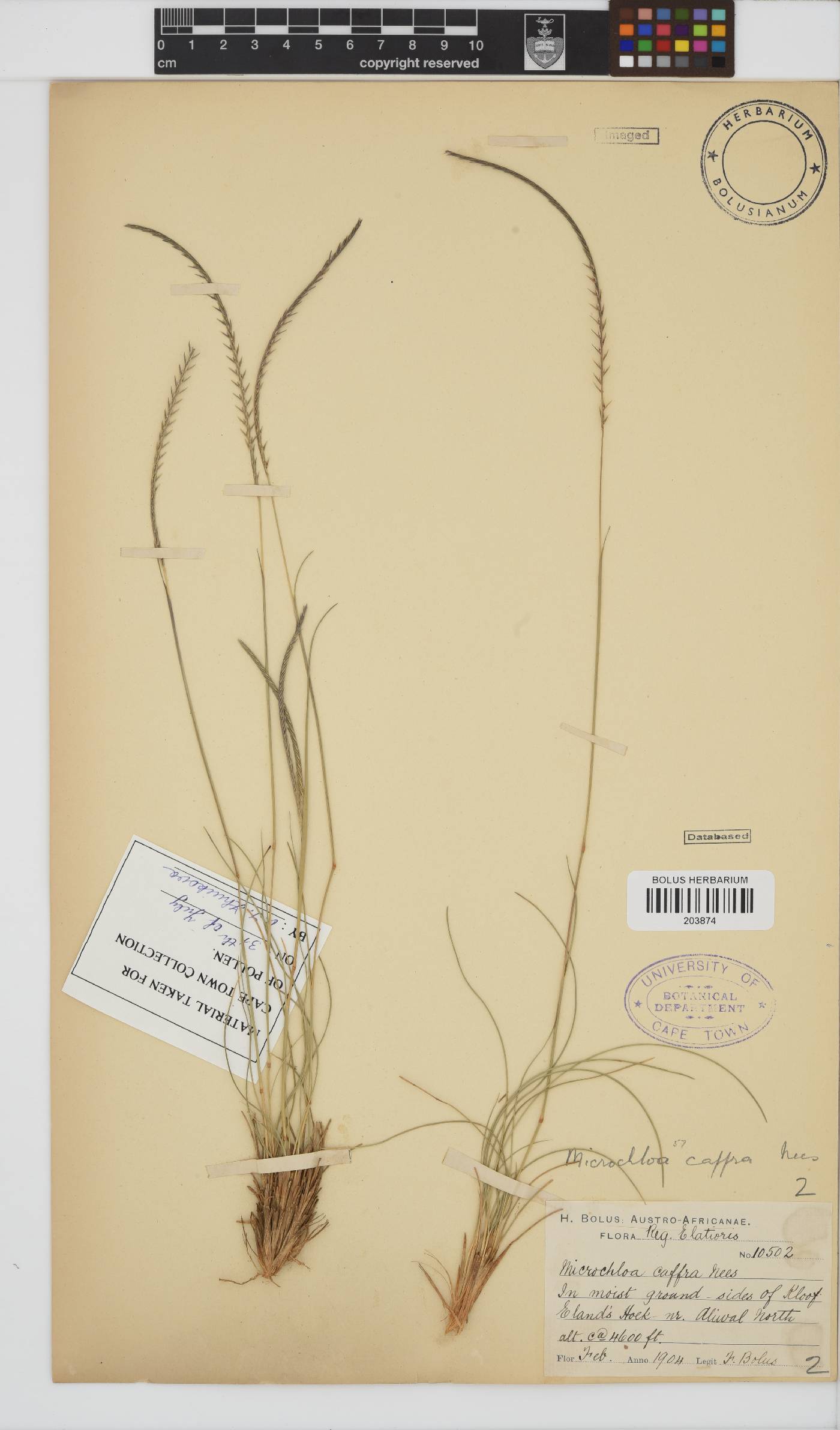 Microchloa caffra image