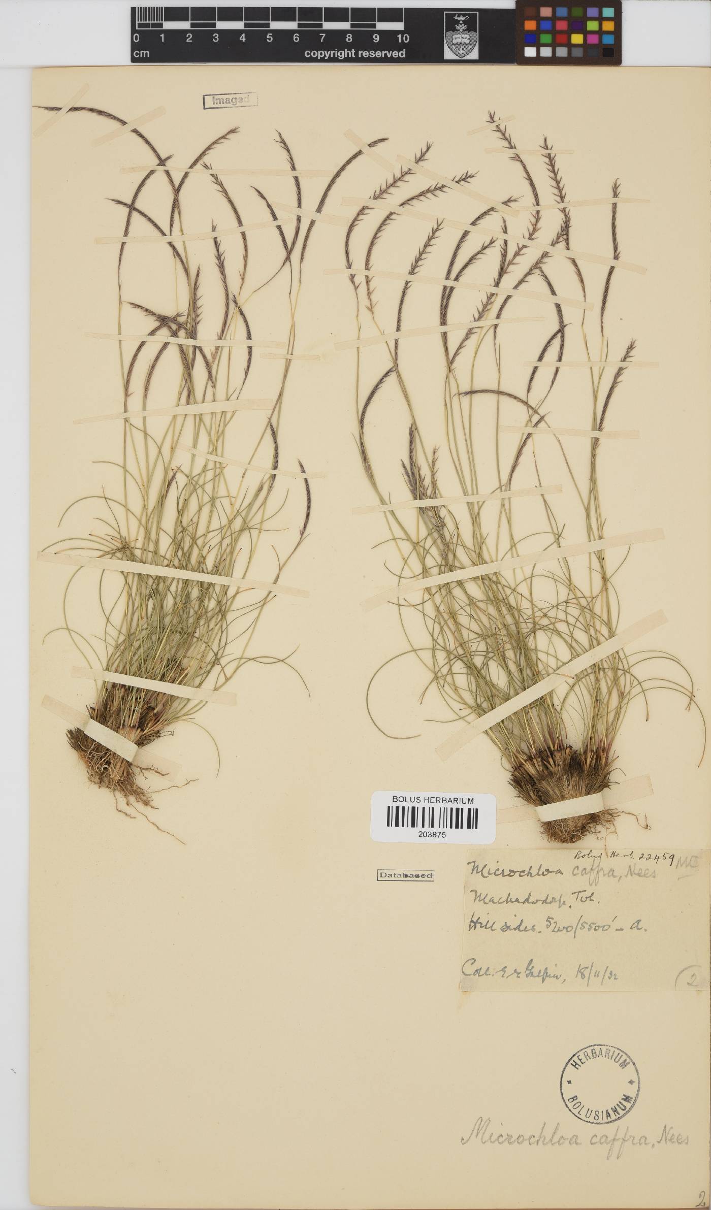 Microchloa afra image