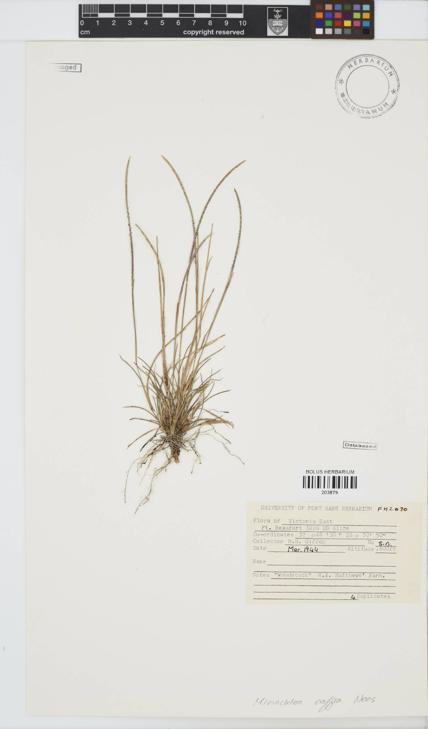 Microchloa caffra image