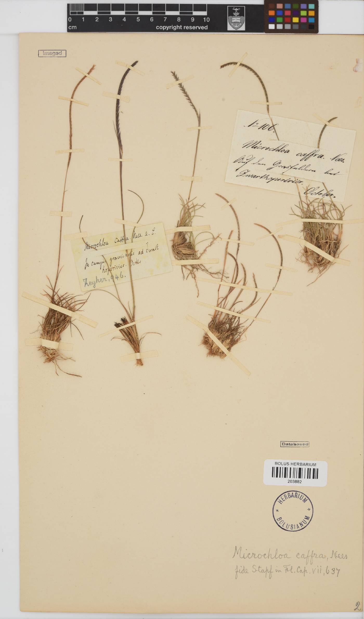 Microchloa image