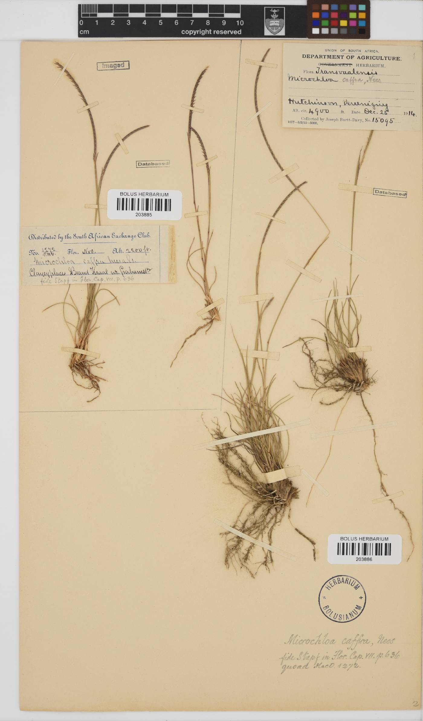Microchloa afra image