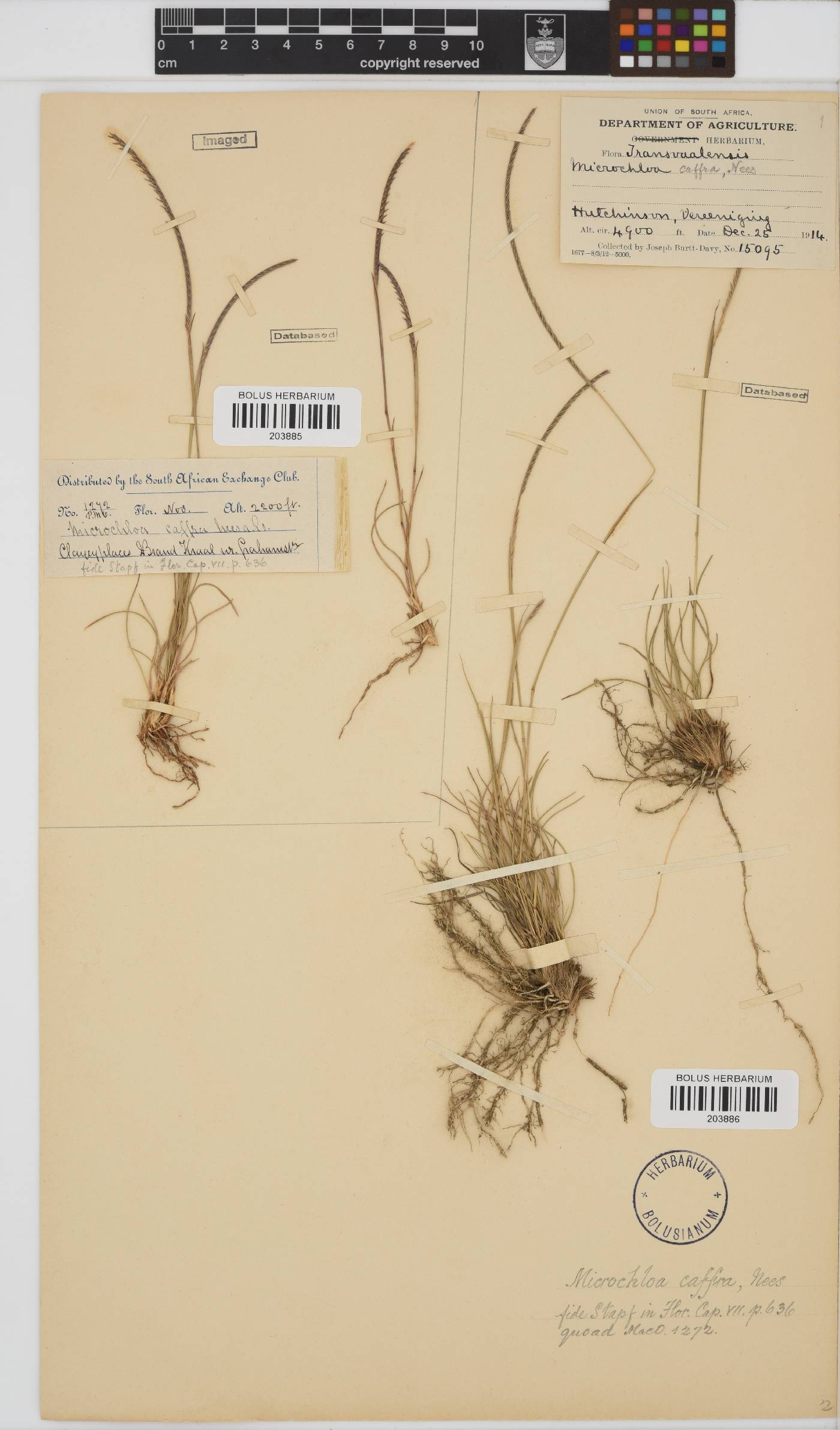 Microchloa afra image